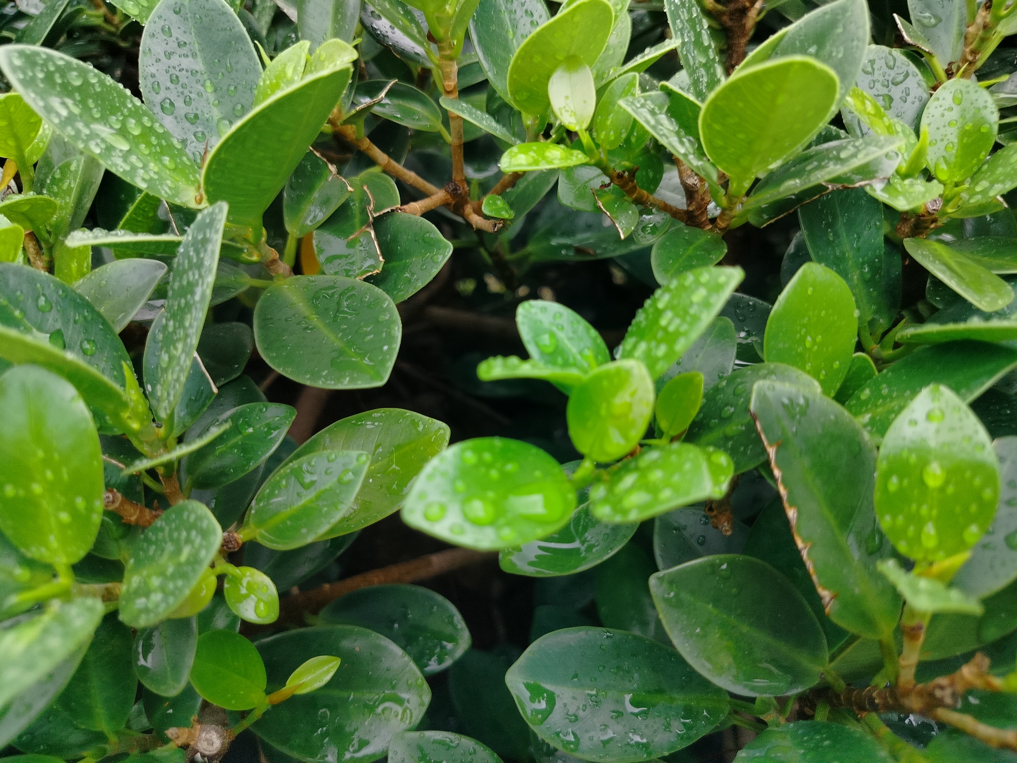 In Lawebekung, Indonesia, this close-up, eye-level shot captures a dense, leafy bush with numerous small, oval-shaped green leaves. The leaves are glistening with many small water droplets, indicating recent rain or watering. The texture of the leaves is smooth, with some appearing slightly waxy. Interspersed among the foliage are thin, brown, woody stems and branches, providing structural support to the plant. The overall impression is one of vibrant, healthy plant life, with the water droplets adding a fresh, dew-kissed appearance to the scene. The background is a dark blur, suggesting the focus is solely on the plant itself. There are no people or animals visible in the image.