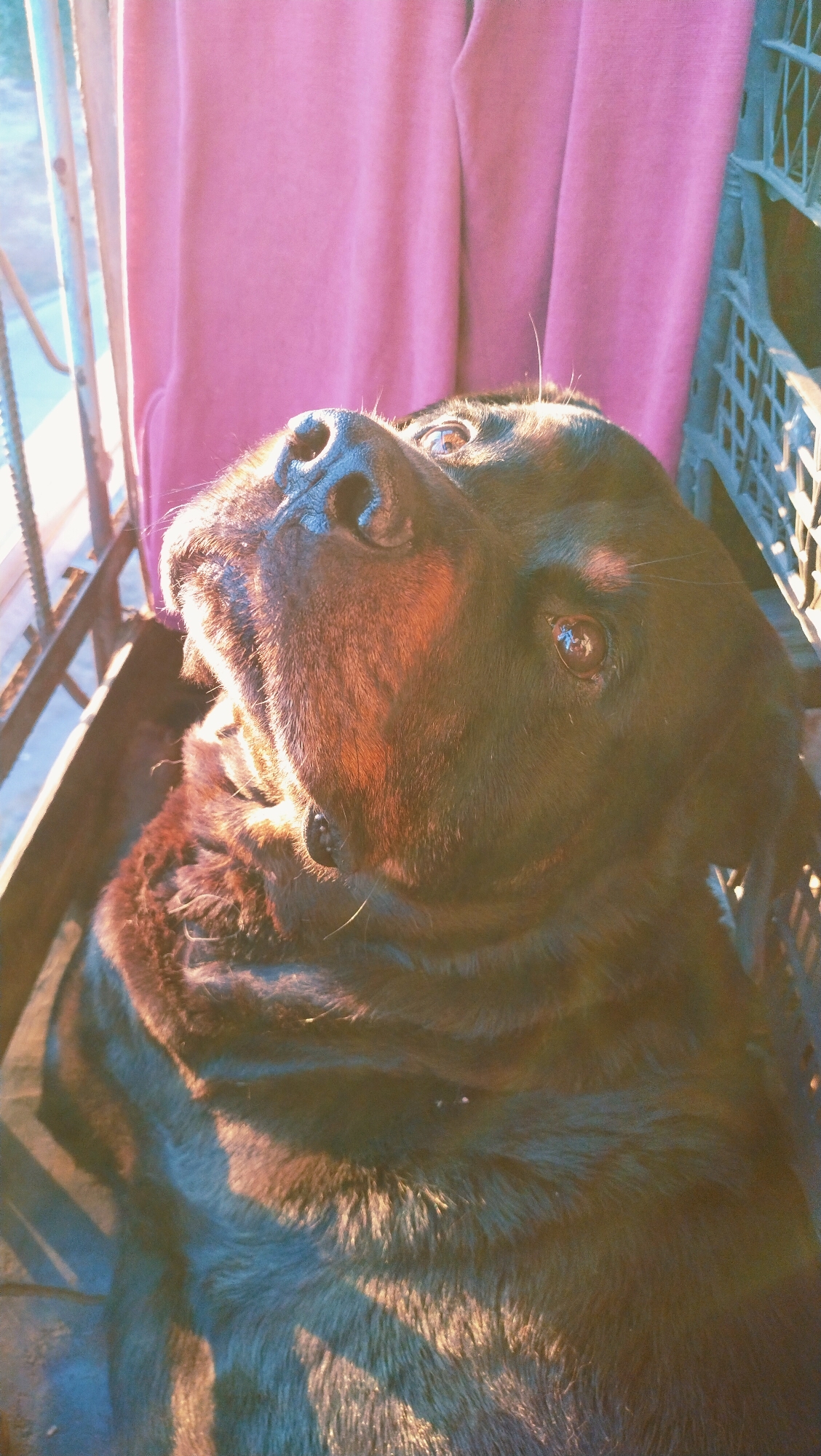 A close-up, low-angle shot captures a Rottweiler dog indoors, lying down in a dark-colored crate. The dog's head is tilted upwards, and its mouth is slightly open, revealing a hint of its tongue. Sunlight streams in from the left, illuminating the dog's snout, eyes, and a portion of its chest, creating strong highlights and shadows across its fur. The background consists of a textured, pink fabric draped behind the dog and the edge of a grey plastic crate on the right. The overall scene appears to be within an urban setting, possibly on a balcony or near a window in Horishni Plavni, Ukraine, given the lighting conditions suggesting outdoor exposure.