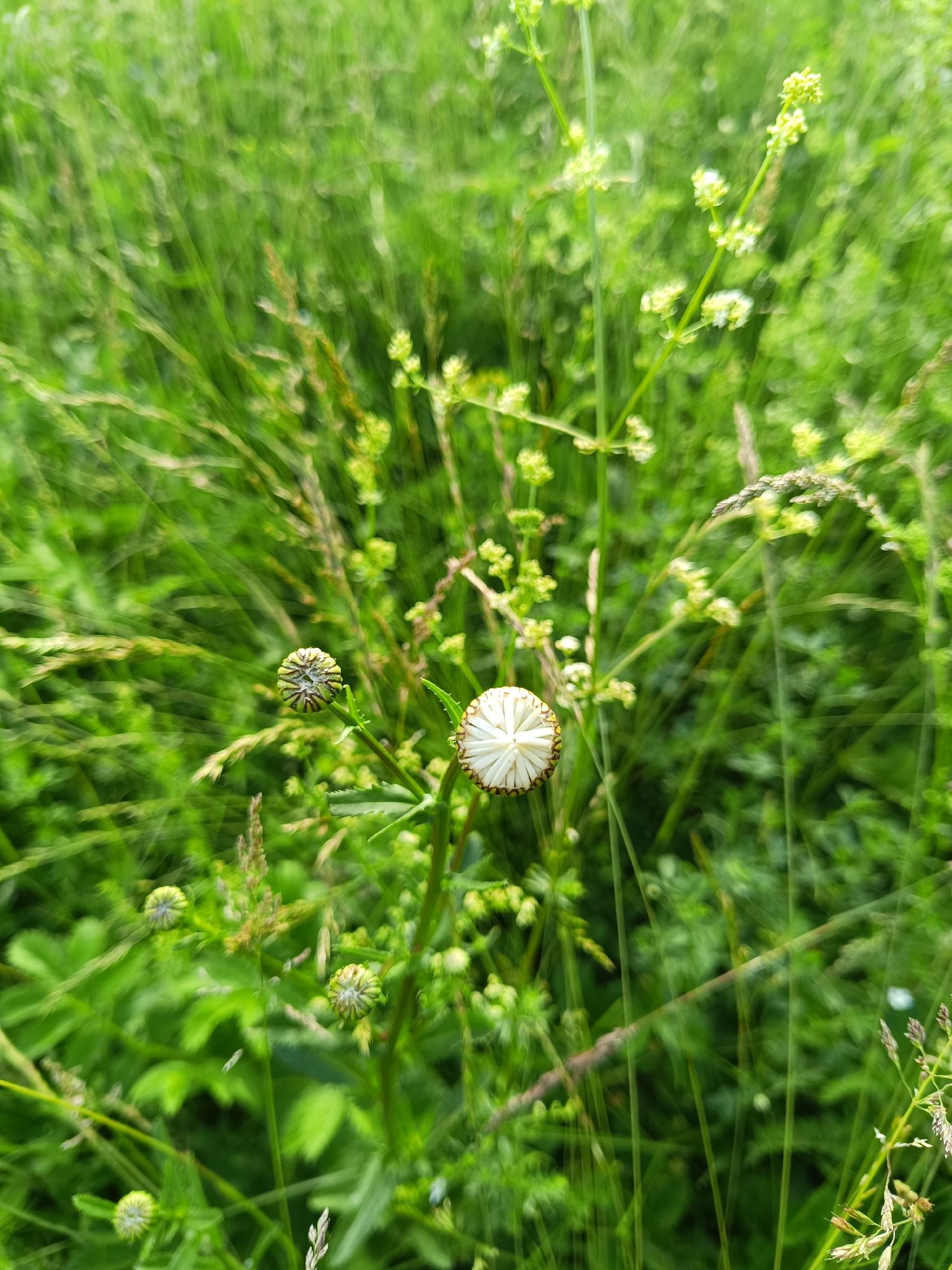 A close-up, eye-level, vertical shot captures a patch of green grass with a few small white flowers blooming in Shigaevo, Russia. The focus is on one specific flower in the foreground, which appears to be a single white blossom with visible petals, and a bud next to it. The background is a blur of green grass and foliage, suggesting a natural, unmanicured environment. The lighting is soft and natural, indicating an outdoor setting during the daytime. There are no people or animals visible in the frame.