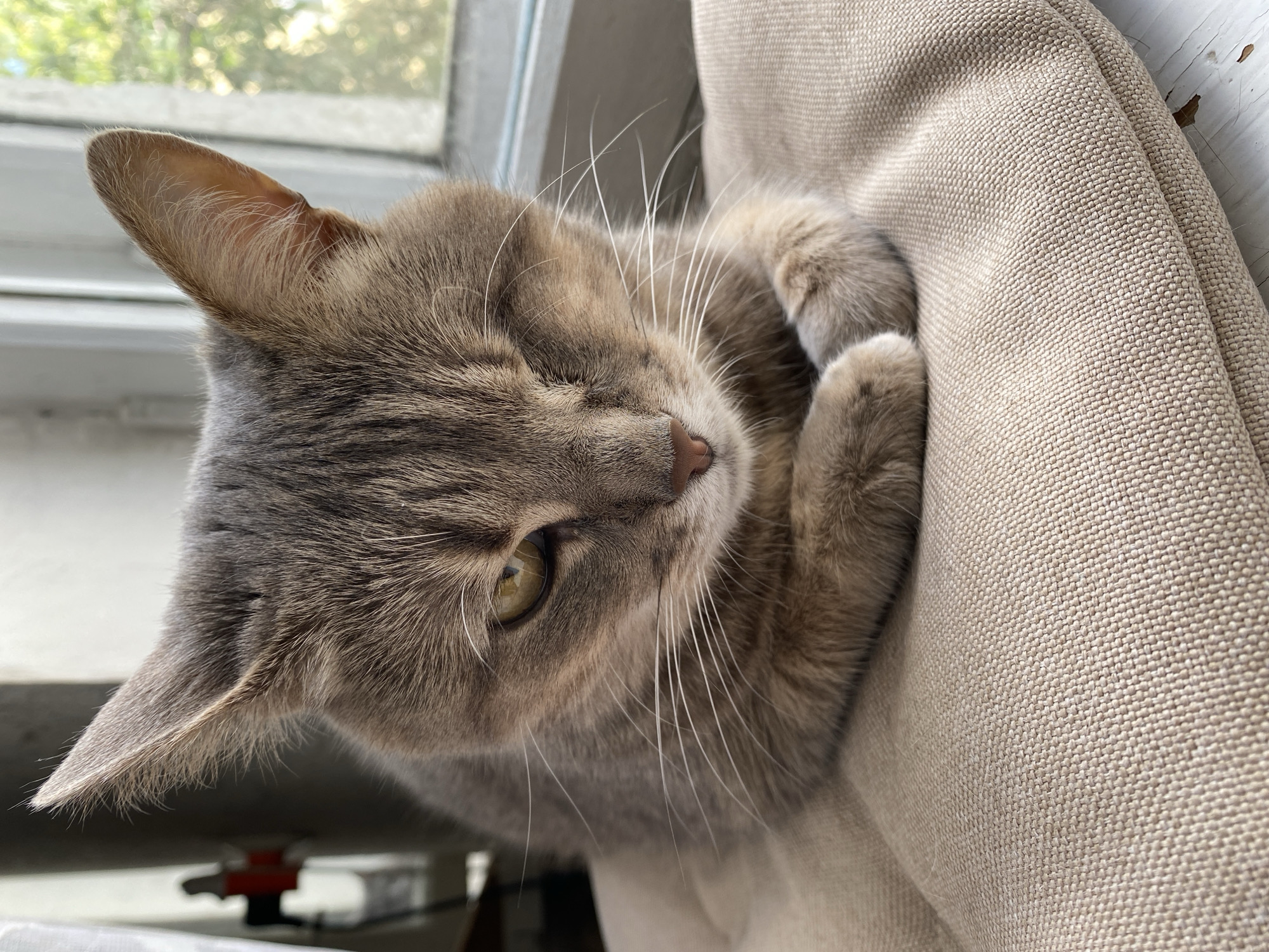 A close-up, eye-level shot captures a tabby cat resting on a beige cushion. The cat is positioned in the center of the frame, facing slightly to the right. Its left eye is closed, while the right eye is open, looking towards the viewer with a yellow iris. The cat's fur is a mix of gray and brown tabby stripes. Its paws are crossed in front of its chest. The background is blurred, showing a window with green foliage visible outside and some indistinct objects to the left. The lighting suggests an indoor setting, possibly near a window. The overall scene is calm and serene.