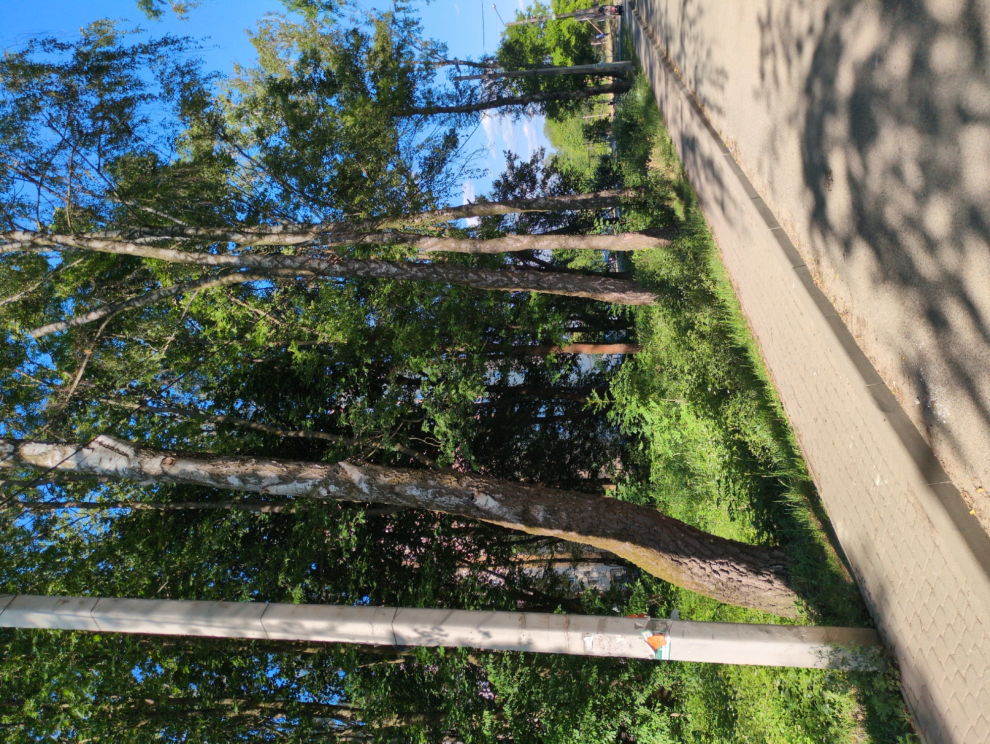 This image shows a paved sidewalk and asphalt road lined with trees and vegetation under a clear blue sky. A concrete utility pole stands on the left side of the sidewalk. In the background, buildings are visible through the trees. The road curves to the right, and a few people can be seen in the distance. The lighting suggests it is daytime, with shadows cast by the trees onto the sidewalk and road.