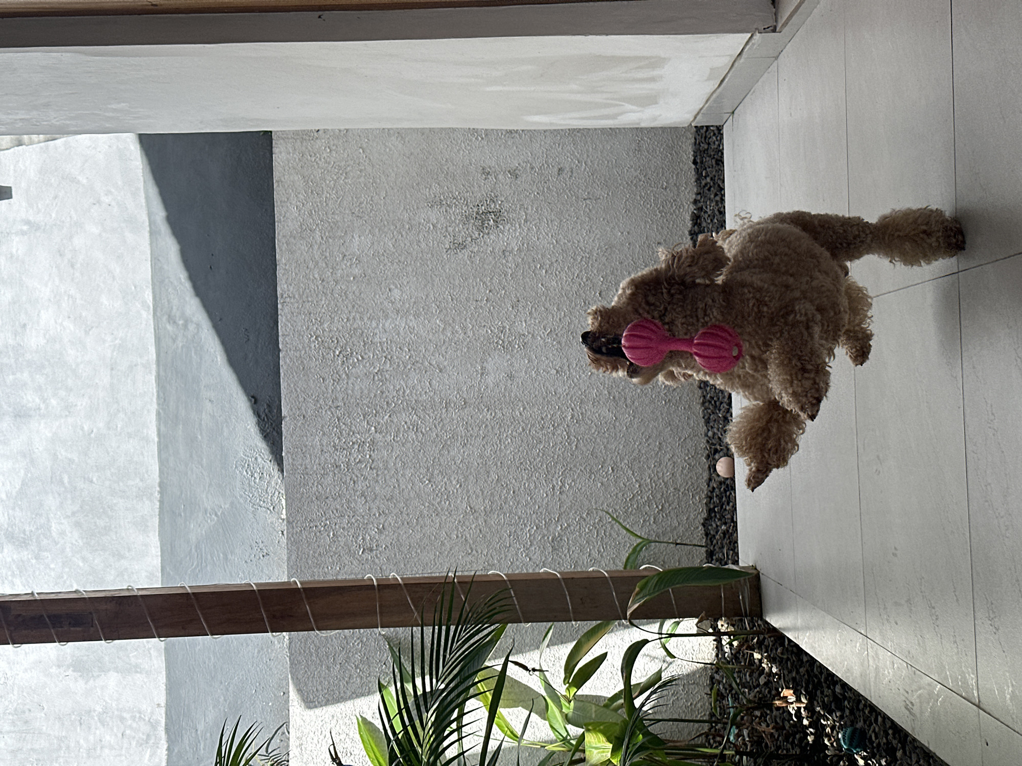 A fluffy, light brown poodle is captured mid-air, its body contorted as it attempts to catch a bright pink chew toy in its mouth. The toy, shaped like a dumbbell, is clasped between its teeth. The dog's front left leg is extended forward, while its back legs are positioned behind it, suggesting a playful leap. The poodle is on a tiled patio with a background of a textured, light-colored wall. To the left, lush green plants are visible, with a wooden post wrapped in white string. The scene appears to be an outdoor courtyard or patio, possibly in a residential area of North Kuta, Indonesia, given the architectural style and tropical vegetation. The lighting suggests it is daytime, with distinct shadows cast by an unseen structure.