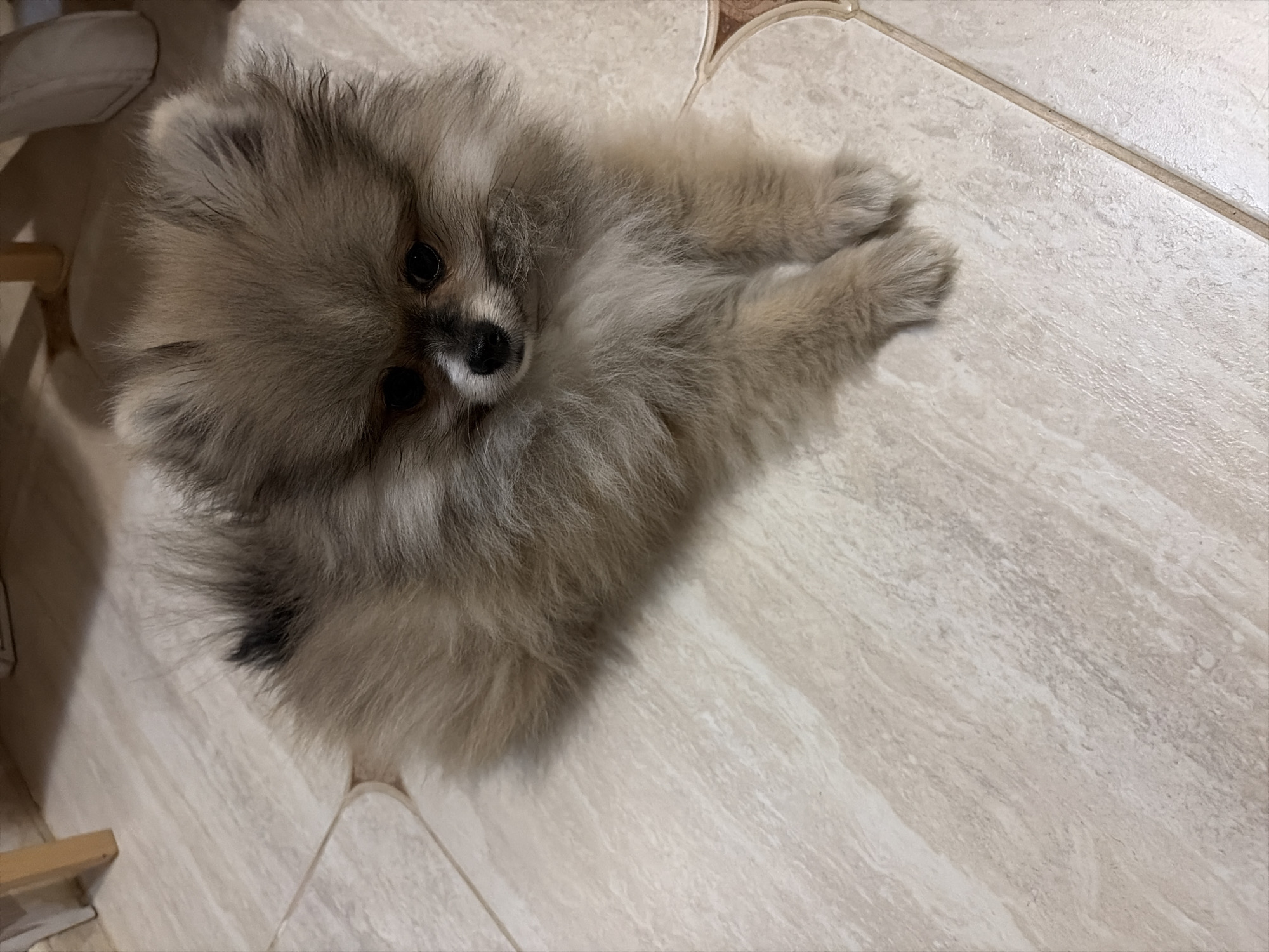 A light fawn-colored Pomeranian dog lies on a light-toned, possibly beige or off-white, tiled floor with visible grout lines. The dog's fur has darker brown and black markings around its eyes and nose, and hints of darker fur on its back. It is positioned with its body facing left and its head turned slightly right, looking forward. Its front paws are extended and slightly crossed. The floor exhibits a subtle, variegated pattern resembling natural stone. In the blurry background to the upper left, a light-colored wooden furniture leg is partially visible next to a white object, likely another furniture component. To the upper right, indistinct light-colored shapes suggest an indoor environment.