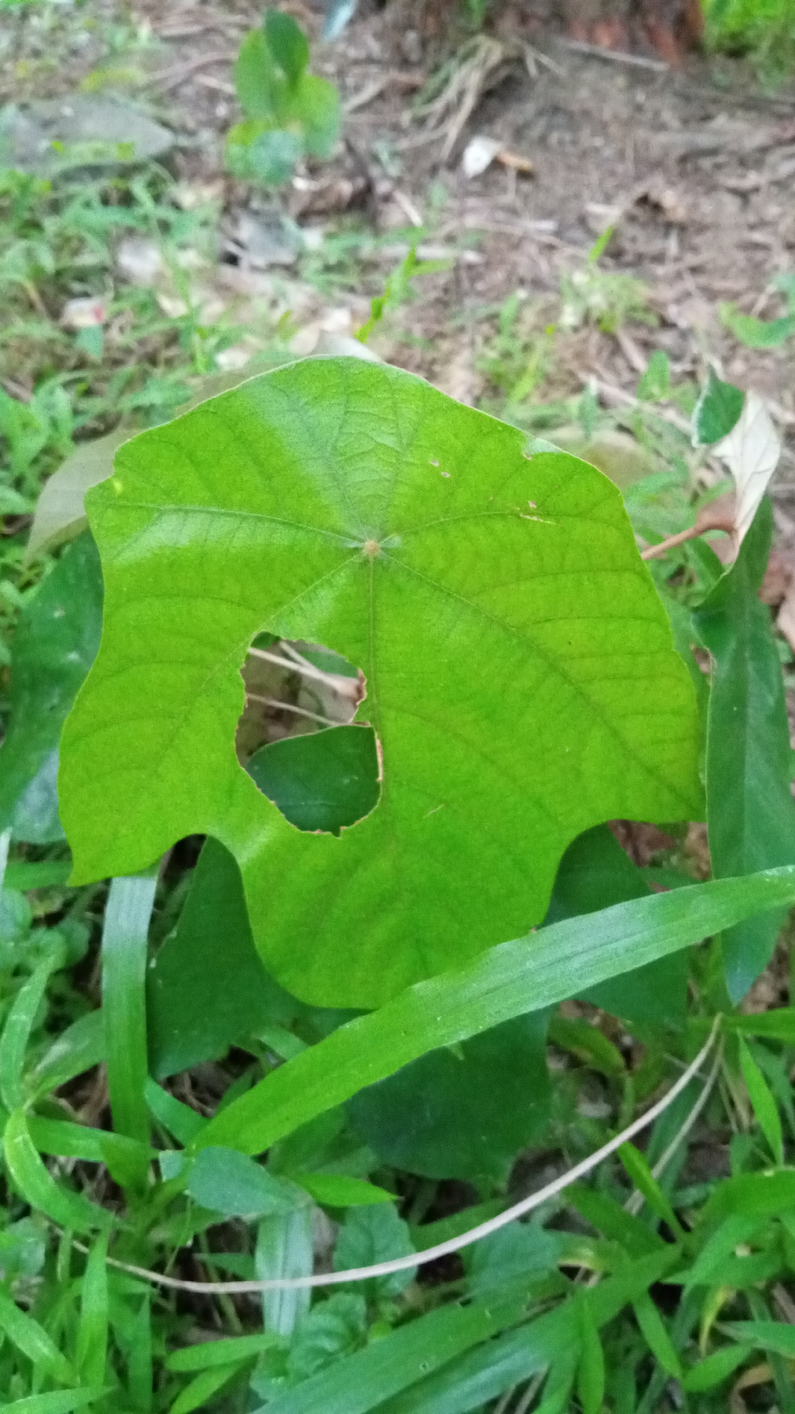 The image shows a close-up of a vibrant green leaf with a hole in it, resting amidst lush green grass and other foliage. The leaf appears to be from a broad-leafed plant, possibly a vine, given its lobed shape and prominent veins. The hole in the leaf is irregular, suggesting it may have been caused by an insect or natural wear. The background is a blur of brown soil, dry leaves, and other green plants, indicating an outdoor setting in a natural environment. The lighting suggests it's daytime, with natural light illuminating the scene. There are no people or animals visible, and no text is present. The overall impression is one of natural beauty and the intricate details of plant life in a garden or wild setting. The context provided places the scene in Palohpanyang, Indonesia, suggesting a tropical or subtropical environment.