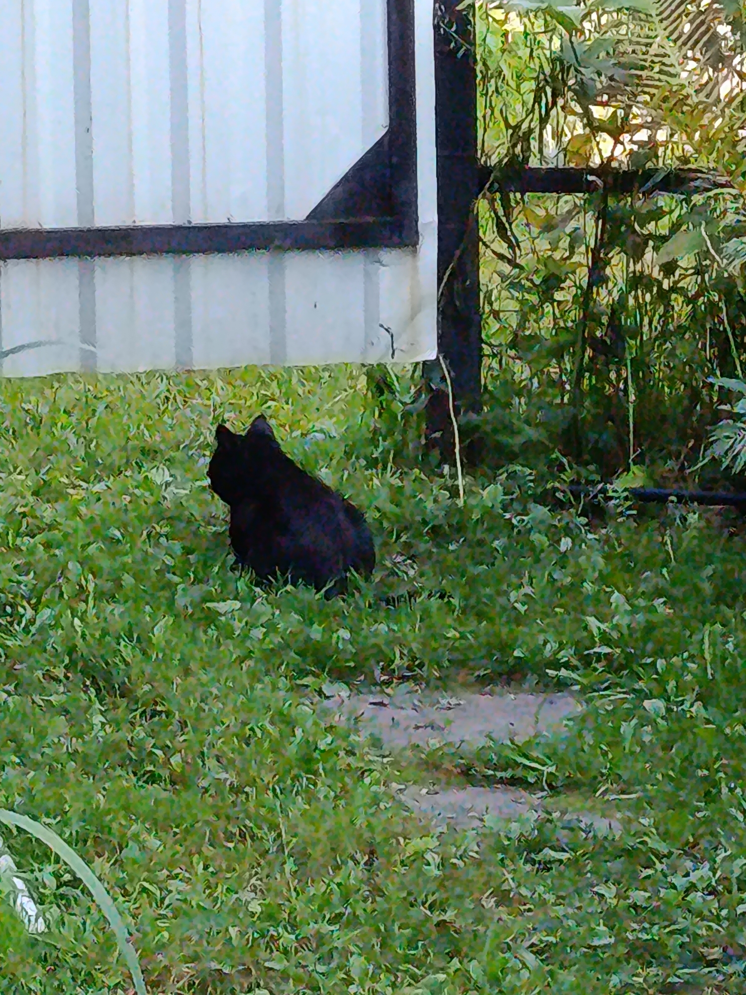A black cat is seen from behind sitting on a patch of grass in front of a light-colored fence. The fence appears to be corrugated metal panels supported by dark vertical posts. To the right of the fence, there is dense green foliage and vegetation. The ground is covered in green grass with some dirt or bare patches visible. The lighting suggests an outdoor scene during the daytime. The location is specified as Verea, Russia.