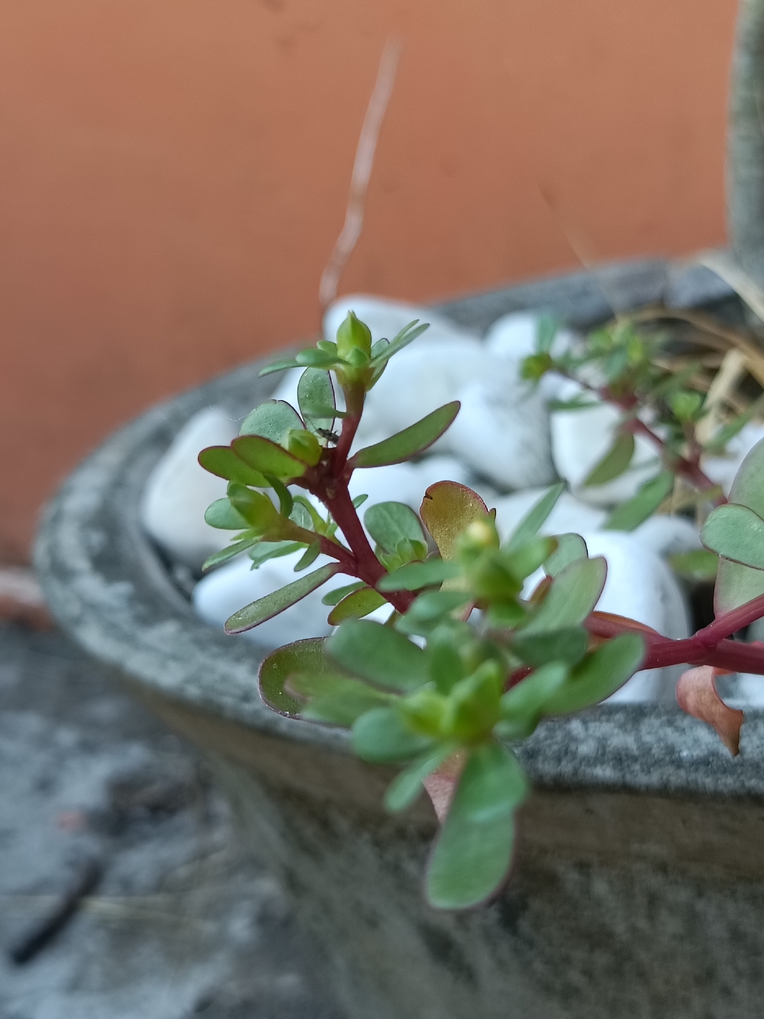 An extreme close-up macro shot shows a portion of a succulent plant with green leaves and reddish stems. The plant is situated in a weathered, grey concrete pot filled with smooth, white stones. In the background, a textured, reddish-brown wall is visible, suggesting an outdoor setting. The focus is on the plant's delicate foliage, with some leaves appearing slightly curled and edged with red. The image is characterized by a shallow depth of field, blurring the background and emphasizing the intricate details of the plant. No people or animals are visible in the frame. The location is the city of Kediri City, Indonesia.