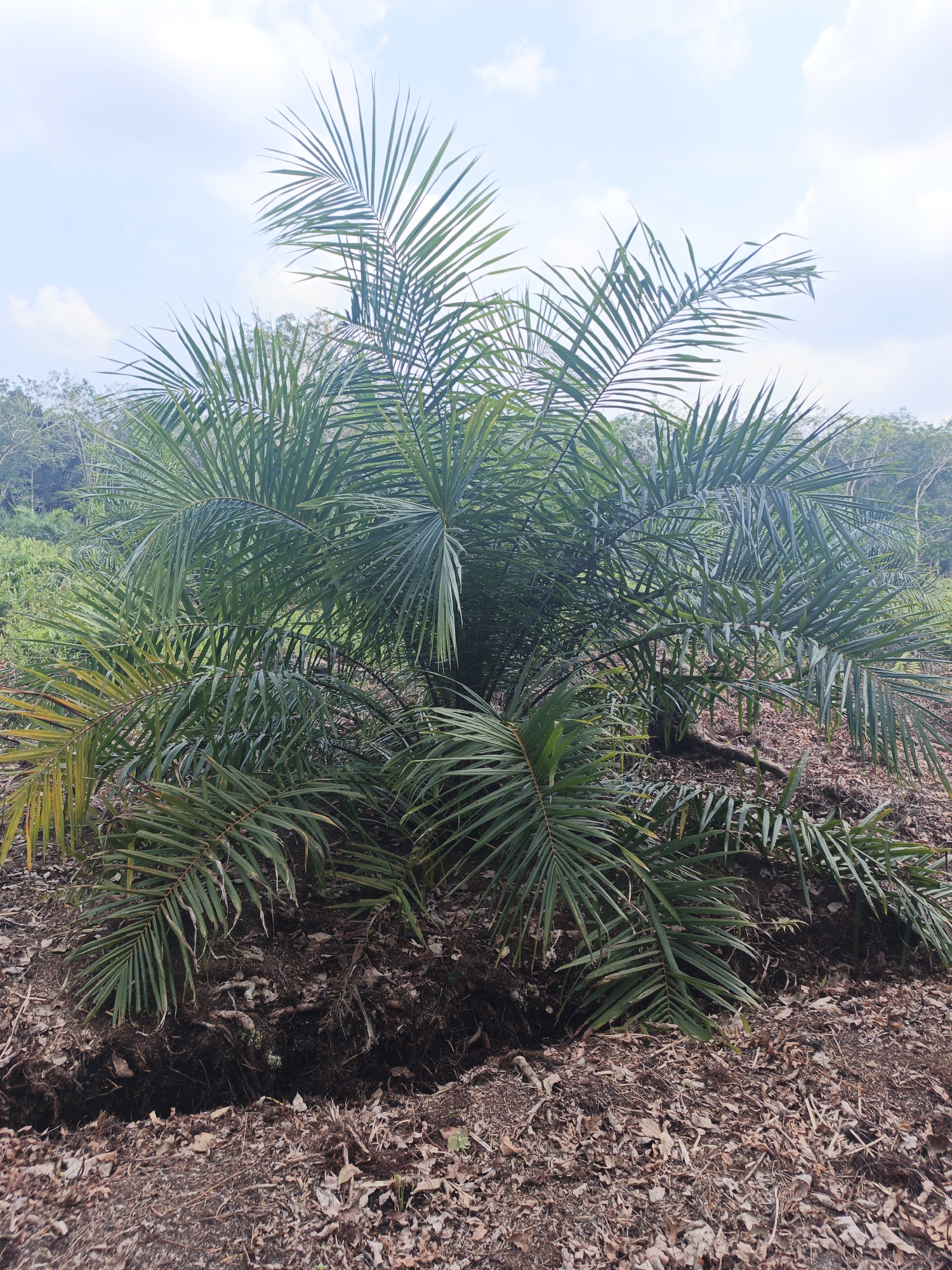 A medium shot captures a young oil palm sapling in Resam Lapis, Indonesia. The sapling, characterized by its dense, green fronds, is planted in the soil. The ground is covered with dry leaves and debris, suggesting an outdoor agricultural setting. A slight trench or divot is visible in the foreground, filled with dark soil and roots. In the background, the dense foliage of a tropical forest or plantation stretches towards a sky with scattered clouds. The overall scene depicts a typical landscape for oil palm cultivation in a rural Indonesian environment.
