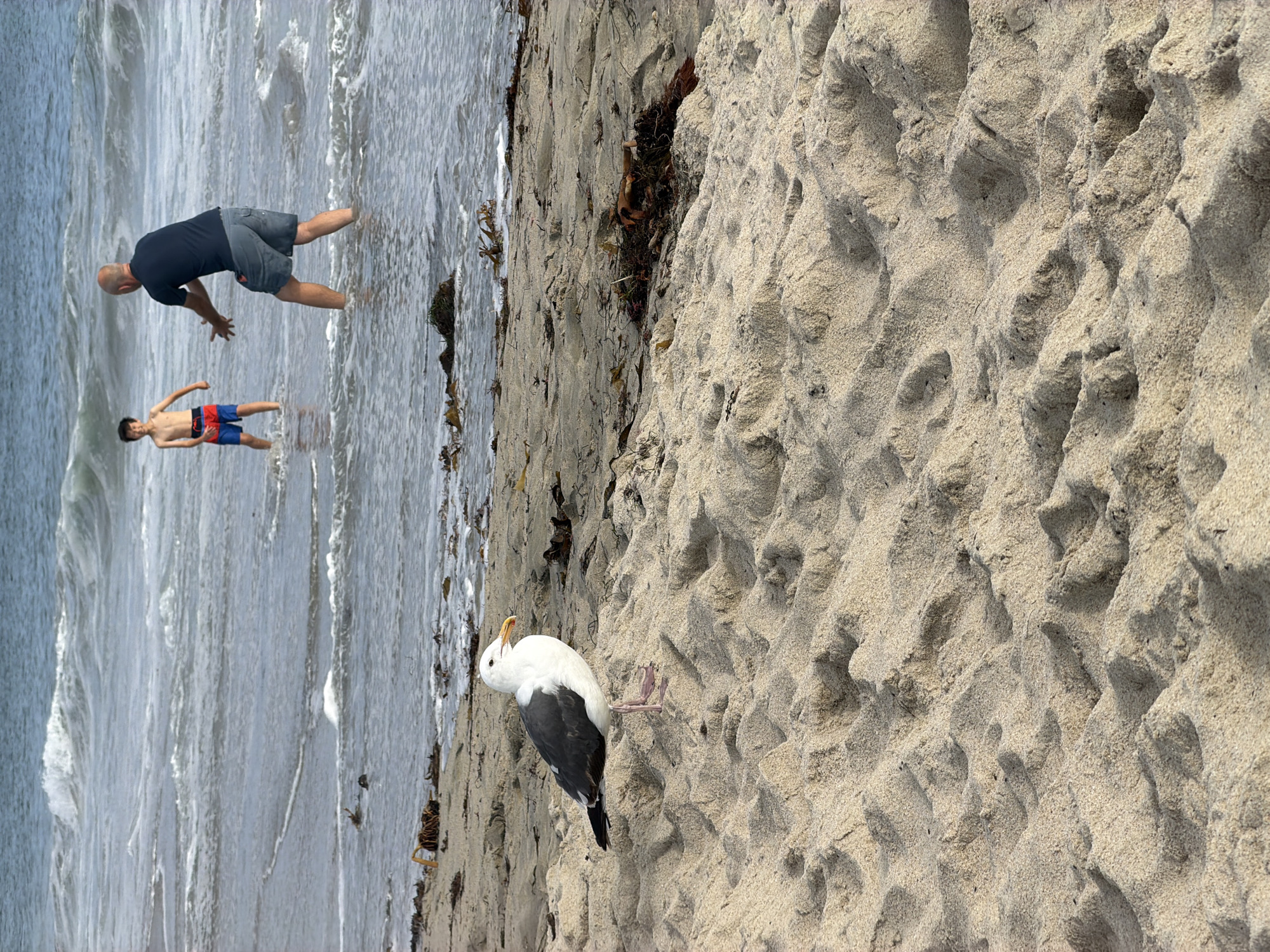 A seagull stands on a sandy beach in Laguna Beach, California, facing right with its beak slightly open. The sand is textured with patterns from the tide. In the background, two figures, a man and a boy, are in the ocean. The man, facing away from the camera, wears a dark blue t-shirt and grey shorts, his arms extended as if to catch something. The boy, wearing red and blue swim trunks, stands further out in the water, facing the man. Waves crash and recede around them. The sky above is overcast.