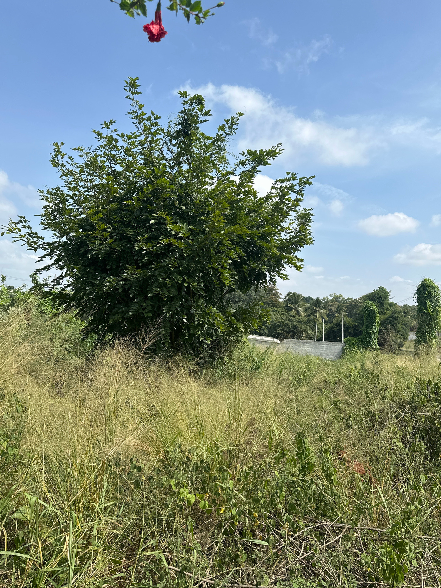 The image shows an outdoor scene with a large, leafy green tree dominating the center. The tree is surrounded by tall, dry grass and other vegetation. In the background, there is a low stone wall, and beyond that, more trees and some palm trees. The sky is blue with scattered white clouds. In the upper left corner, a red hibiscus flower hangs from a branch. The scene appears to be in a rural or semi-rural area. There are no people or animals visible in the image.
