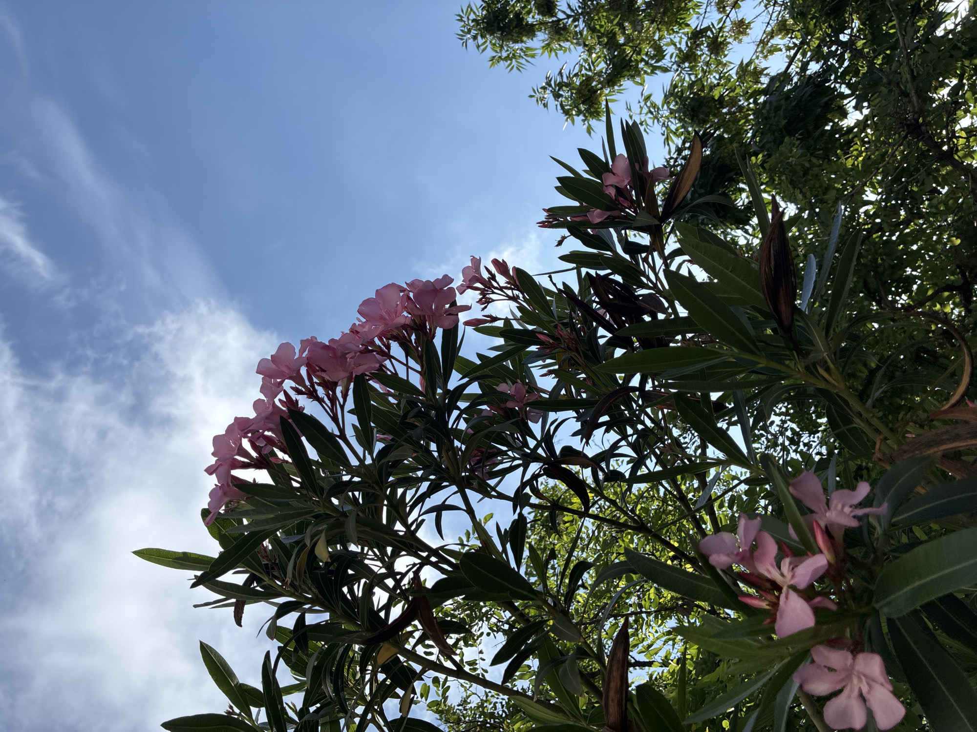 The image captures an upward perspective through the dense foliage and blossoms of a flowering plant against a bright sky. Clusters of light pink flowers, likely oleander, are visible on branches with dark green, elongated leaves, primarily occupying the left and right sides of the frame. Many of the leaves and flowers are backlit by the sun, creating a luminous effect and some silhouetted forms.
The background features a clear, vibrant blue sky, streaked with delicate white, wispy clouds. Additional green tree canopy is visible in the upper right and center, framing the sky and indicating a natural, outdoor setting. The bright illumination suggests it is daytime, likely late morning or early afternoon, under sunny and pleasant weather conditions. The scene is devoid of human activity or visible text, focusing solely on the natural elements. The overall impression is one of peaceful natural beauty and warmth, consistent with a sunny day in locations like Plovdiv, Bulgaria.