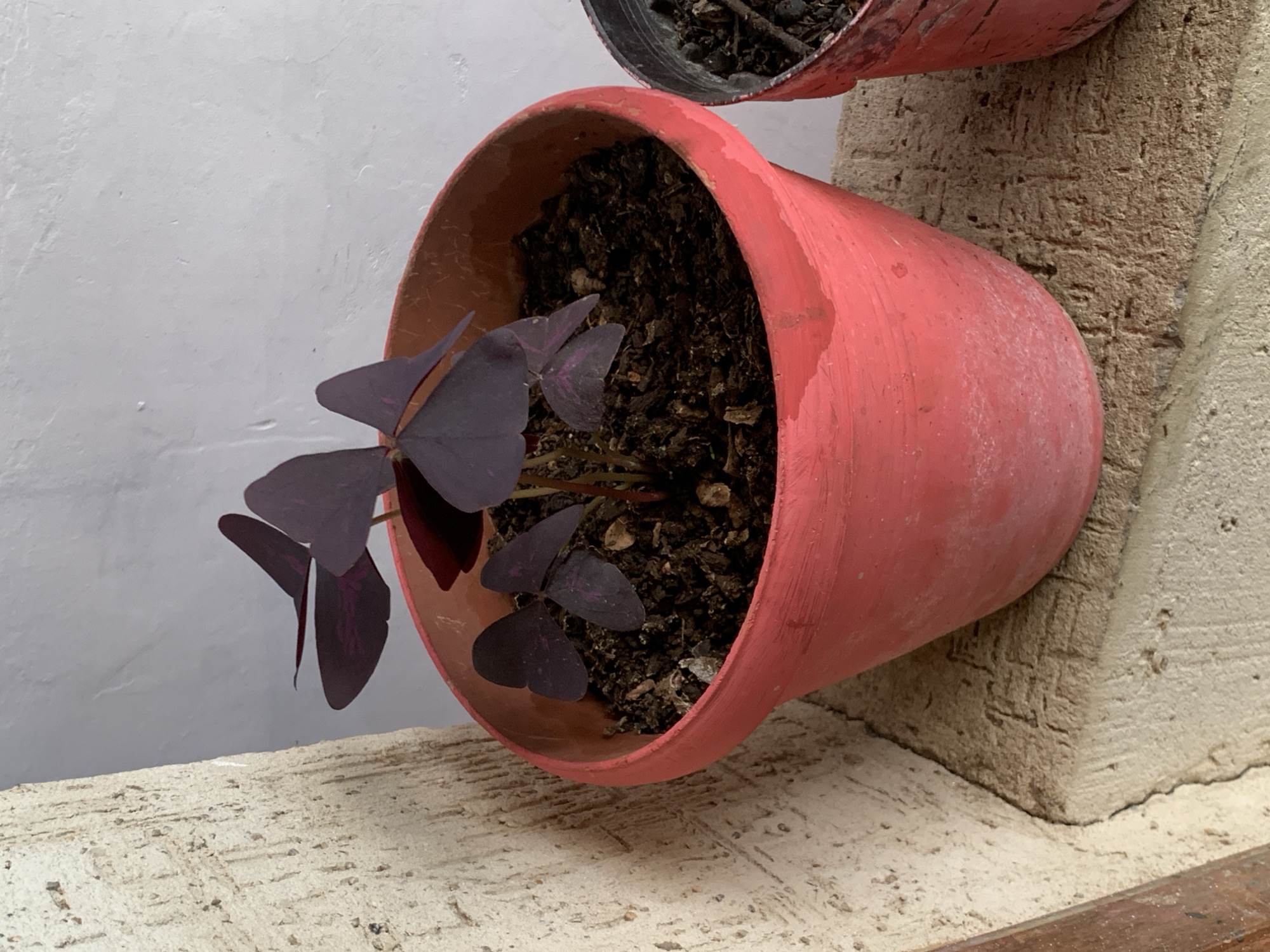 A close-up, eye-level shot captures a small, potted Oxalis triangularis plant with dark purple, triangular leaves. The plant is housed in a weathered, coral-pink terracotta pot, which sits on a textured, light-brown surface. To the left of the pot is a rough, light-colored textured vertical surface, possibly a wall or pillar. In the background, a lightly textured white wall is visible. The scene appears to be outdoors, with natural lighting suggesting it might be daytime. The location is identified as Santa Ana, Venezuela.