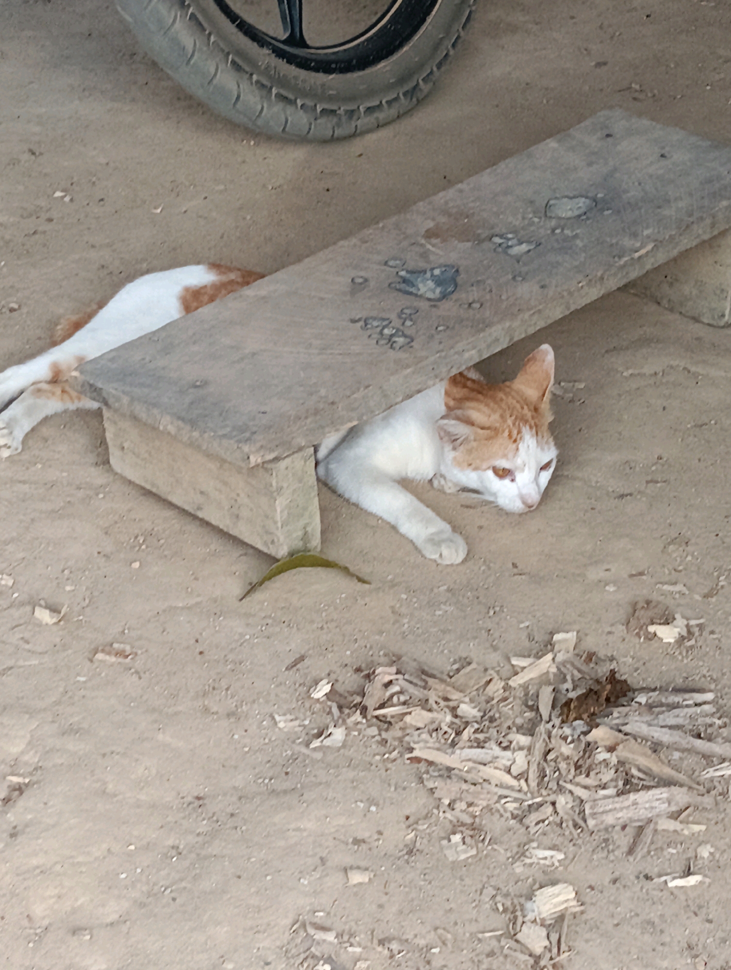A domestic short-haired cat with white and orange markings is lying under a wooden structure, partially obscured by it. The cat's body is stretched out, with its head visible resting on the sandy ground. Its eyes are open, and it appears to be resting or observing its surroundings. The wooden structure consists of two planks supported by smaller pieces of wood, creating a shaded area. The ground is sandy and appears to be an outdoor environment. Scattered debris, including small pieces of wood and dry leaves, are visible on the ground around the cat and the structure. In the upper left portion of the image, a portion of a tire is visible, suggesting proximity to a vehicle or machinery. The overall scene depicts a common street or yard setting.