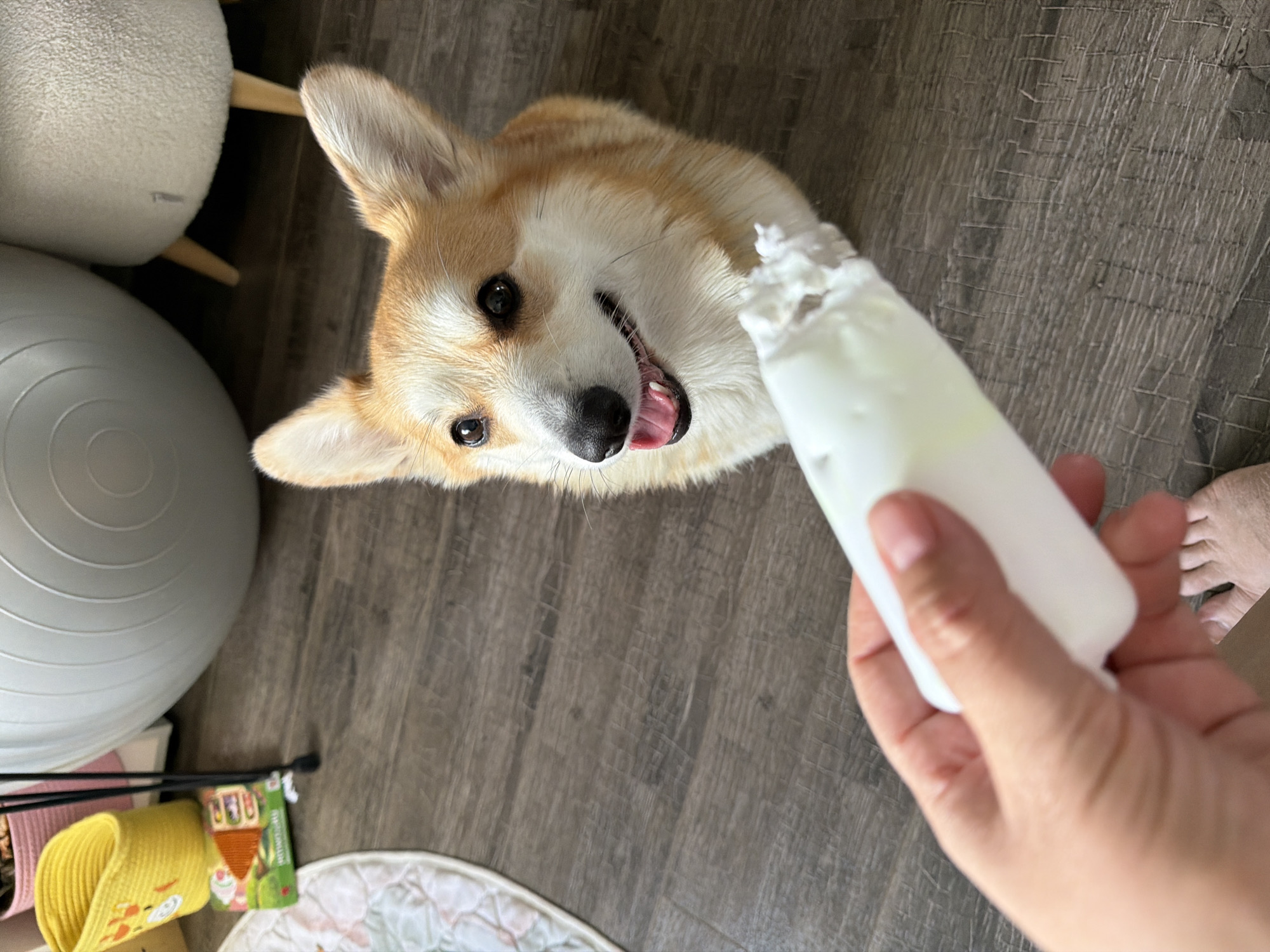 A high-angle indoor shot shows a cream and light brown Corgi dog looking up enthusiastically at a human hand. The dog's face is central to the image, featuring a wide, open-mouthed "smile," with its tongue slightly extended, and bright, dark eyes fixed on the object held by the hand. Its ears are perked up, conveying excitement and anticipation.
The human hand is holding a white, squeezable tube or bottle, from which a textured, possibly creamy or whipped, substance is emerging from the top. Part of a human bare foot is visible in the lower right background.
The setting appears to be a domestic interior with dark wooden plank flooring. In the background to the left, a large, light grey exercise ball rests next to a fuzzy white object, possibly a chair or stool with wooden legs. Towards the bottom left, a yellow fabric item, which could be a dog toy or bed, is visible next to a small green package with an image and illegible text, along with two black rods. A white, circular patterned mat is also on the floor. The scene is brightly lit, suggesting daytime. The image captures a moment of playful interaction and eagerness from the dog. No clear text is legible on any object. While the location context is Chaikovsky, Russia, there are no specific visual cues within the image to confirm this.