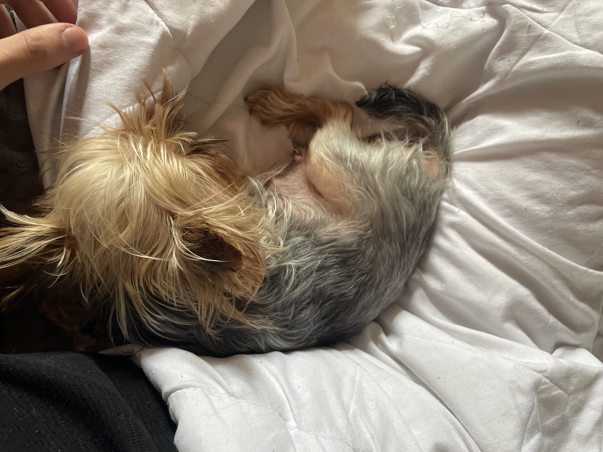A small, long-haired dog is curled up on a white, crumpled bed sheet. The dog's fur is a mix of grey, black, and tan. The dog is in a curled position. A human hand and black clothing are visible on the left side of the image. The setting appears to be indoors. Location information is not evident in the image.