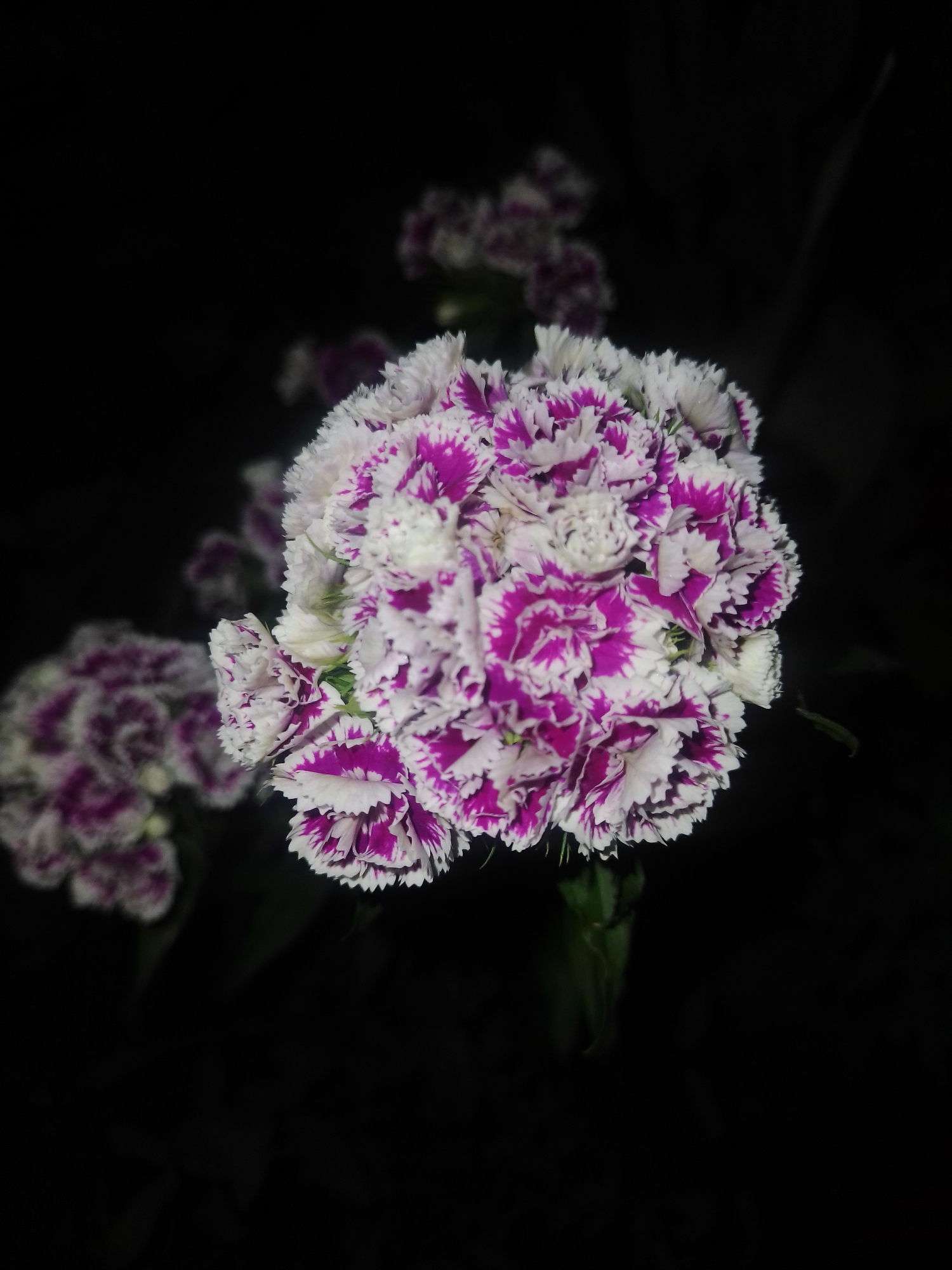 A close-up, low-light photograph captures a cluster of bi-colored flowers, predominantly white with vibrant magenta edges, against a dark, out-of-focus background. Another cluster of similar flowers is visible in the left mid-ground, also blurred. The focus is sharpest on the rightmost flower cluster, revealing intricate petal details and the contrast between the white and magenta hues. The scene is devoid of any discernible environmental context, human presence, or urban features that would allow for a specific location within Ustyvytsia, Ukraine, to be identified. The overall impression is one of natural beauty highlighted through dramatic lighting.