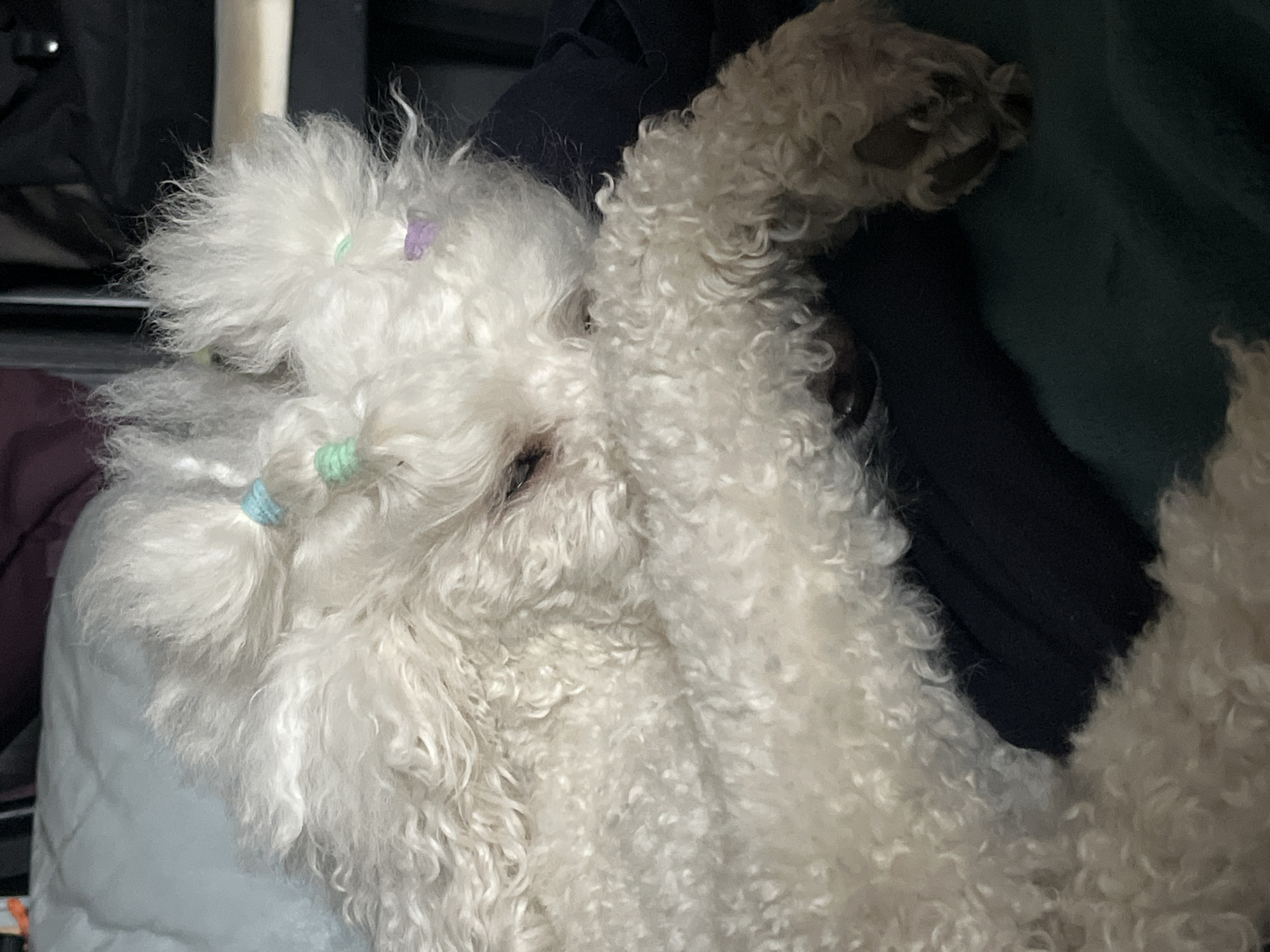 The image shows a white poodle dog with curly fur. The dog's fur is tied into two small ponytails, each secured with colored hair ties. The dog's paw is visible on the upper right of the image. The background includes dark clothing and a green surface. The location is in the city of Unknown, Unknown.