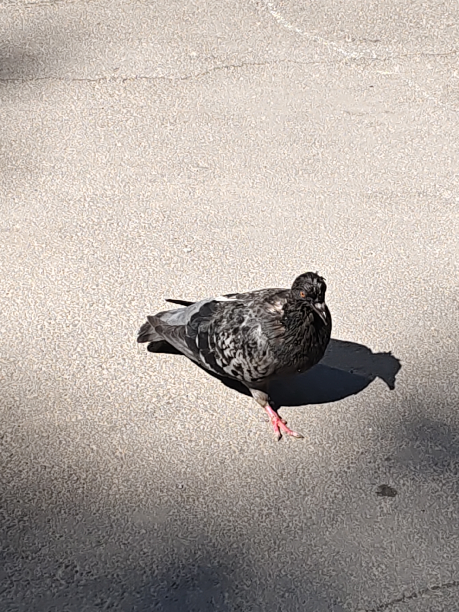 A pigeon with grey and black mottled plumage stands on a textured gray surface, possibly asphalt or concrete, casting a dark shadow to its right. The pigeon is facing forward, with its head slightly tilted and its beak open. Its right leg is extended forward. The background is a continuous textured surface with some subtle variations in shade, suggesting it is an outdoor urban environment. The lighting indicates it is daytime, with a strong light source creating the shadow. There are no other visible subjects or objects in the immediate vicinity.