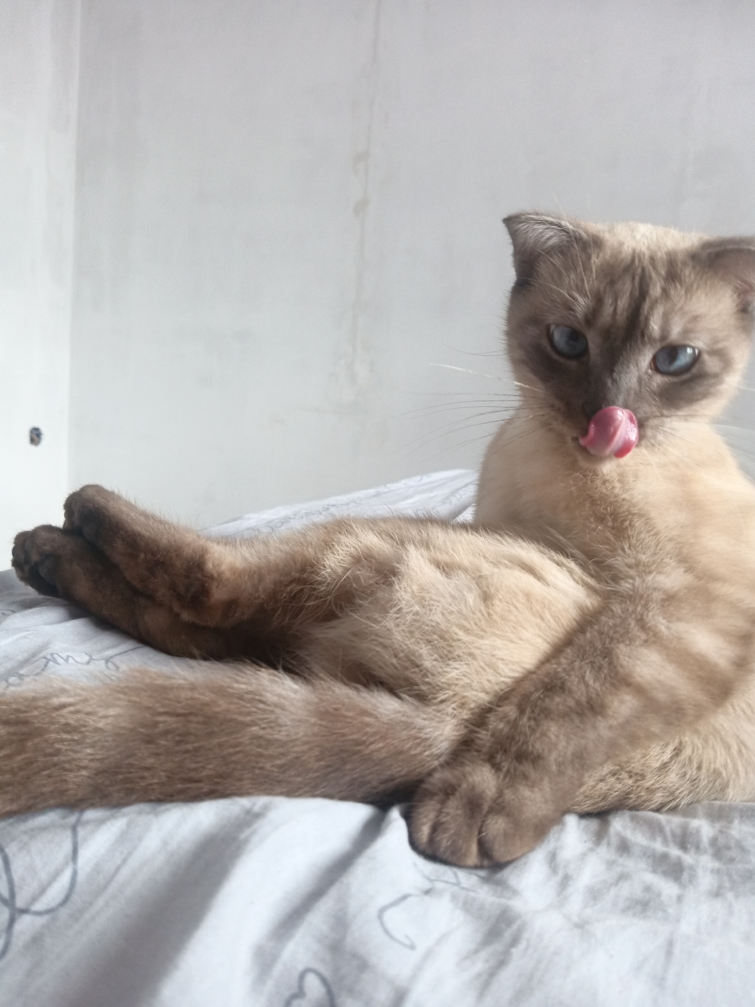 A light brown and gray Siamese cat is lying on a white bed with gray heart patterns. The cat is licking its nose with its tongue. The cat has blue eyes. The background is a light gray wall. The location is likely in the city of Фоки, Russia, based on user data.
