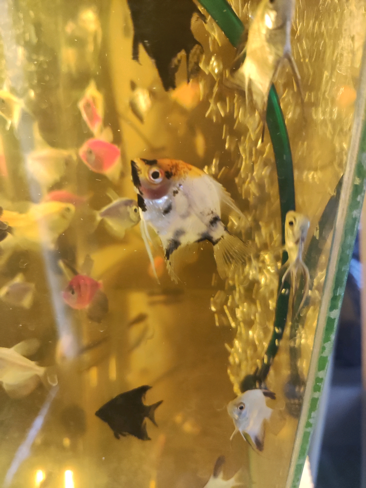 The image shows a close-up, slightly blurry view of several small fish swimming in a golden-tinted aquarium. The aquarium appears to be filled with water and has a green tube or decoration running vertically through it, with small bubbles rising around it. The fish exhibit a variety of colors, including orange, white, black, pink, and yellow. One prominent fish in the foreground is an angelfish with a white and orange body, black markings, and a long, flowing fin. There are also smaller, rounder fish in shades of pink and yellow. In the background, there are hints of other fish and aquarium decorations. The overall impression is of a lively aquarium environment. There are no people or any indications of a specific location in the city of Свіслацкі сельскі Савет, Belarus.
