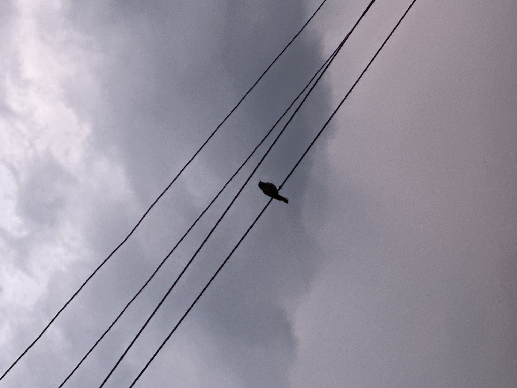 A lone bird is silhouetted on a power line against a cloudy sky. The bird is dark and small, perched in the center of the frame. Four power lines stretch diagonally across the image from the upper left to the lower right. The sky is a muted gray with soft, wispy clouds. There is no discernible urban infrastructure or context that would place this image specifically in Haghpat, Armenia.