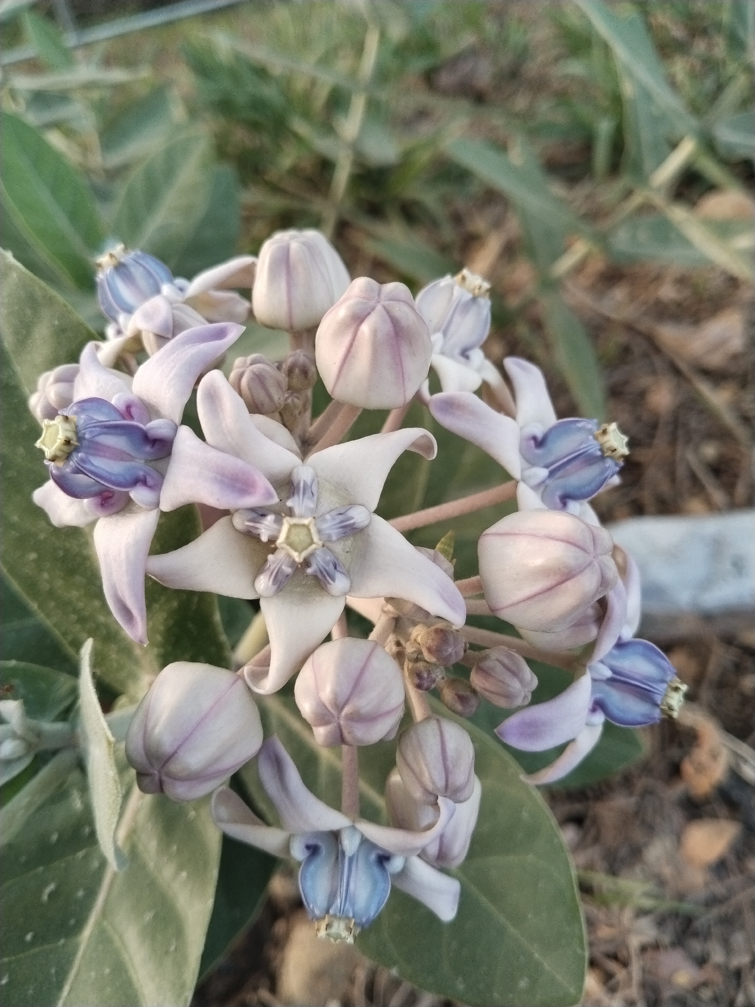 A cluster of Calotropis gigantea flowers, also known as crown flowers, are in full bloom, with several buds also visible. The flowers are star-shaped with five petals, predominantly white with delicate purple markings. Some of the flowers display a prominent blue and purple corona within their centers. The plants are situated outdoors, amidst green foliage and dry ground. The image is a close-up shot, focusing on the floral arrangement.