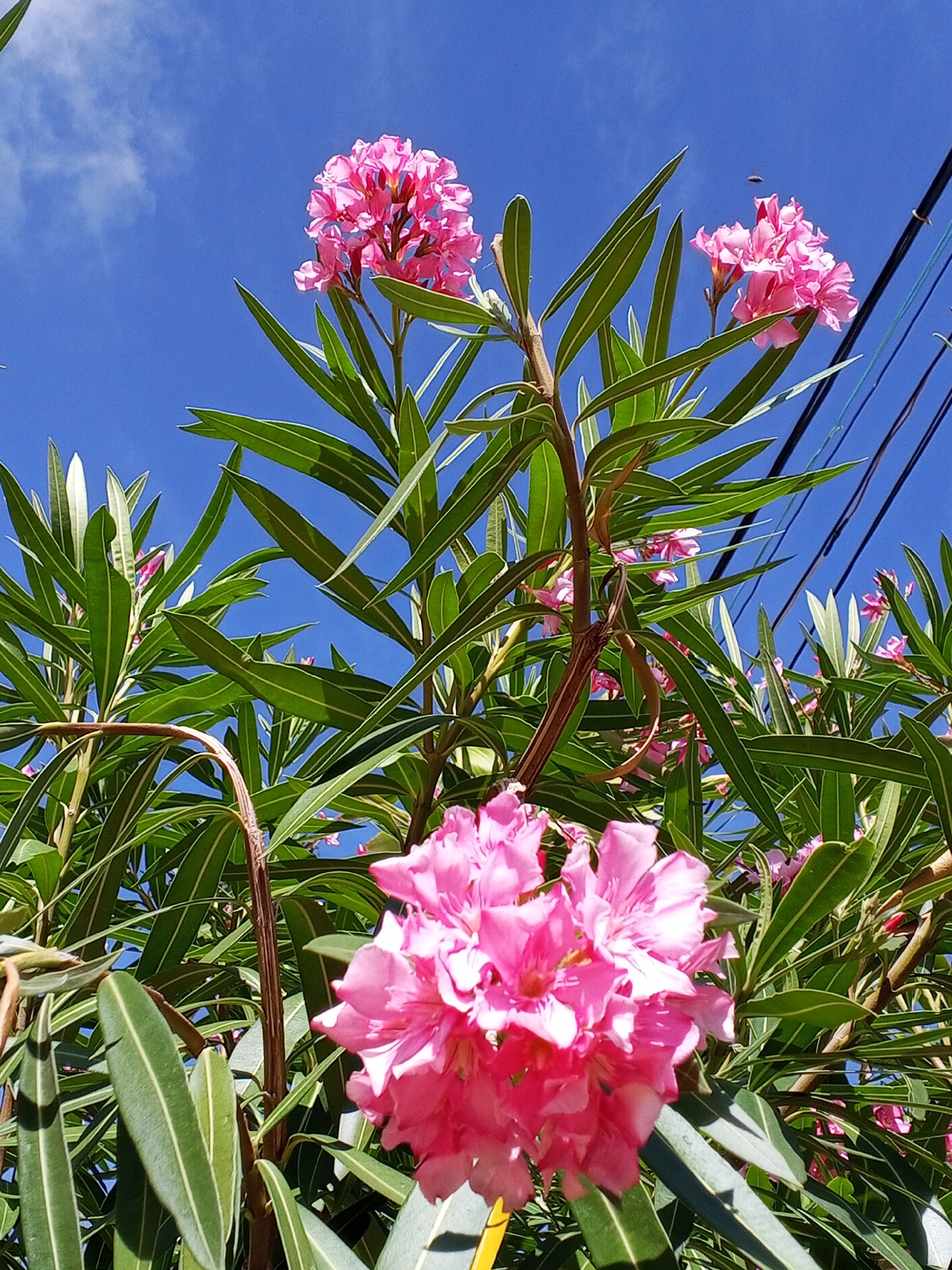 The image shows a close-up, low-angle view of pink Oleander flowers in full bloom against a bright blue sky with sparse clouds. The flowers are clustered in bunches, with long, slender green leaves framing them. Electrical power lines are visible in the upper right corner of the frame. The location is Altagracia, Venezuela.