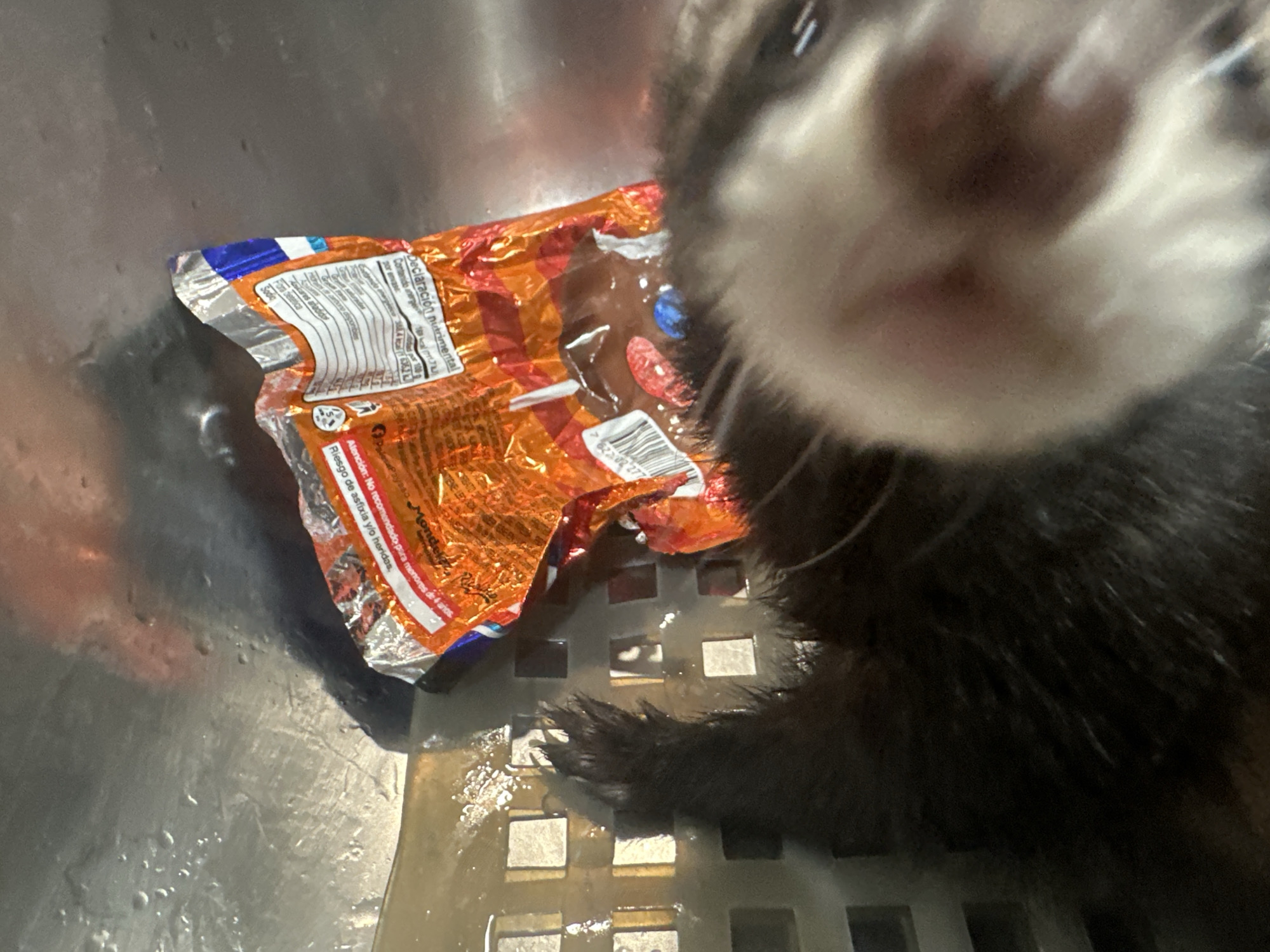 An extreme close-up, eye-level, indoor shot features a ferret's snout and part of its head, peering directly into the camera. The ferret, with dark fur and white markings around its muzzle, is positioned in the foreground. To the left, a crumpled, shiny orange snack wrapper with blue and white accents lies on a textured, metallic surface. The wrapper displays text and a barcode. The background is mostly out of focus, but appears to be a metallic sink or basin with some liquid and debris. There is no visible indication of the location being San Bernardino Tlaxcalancingo, Mexico.
