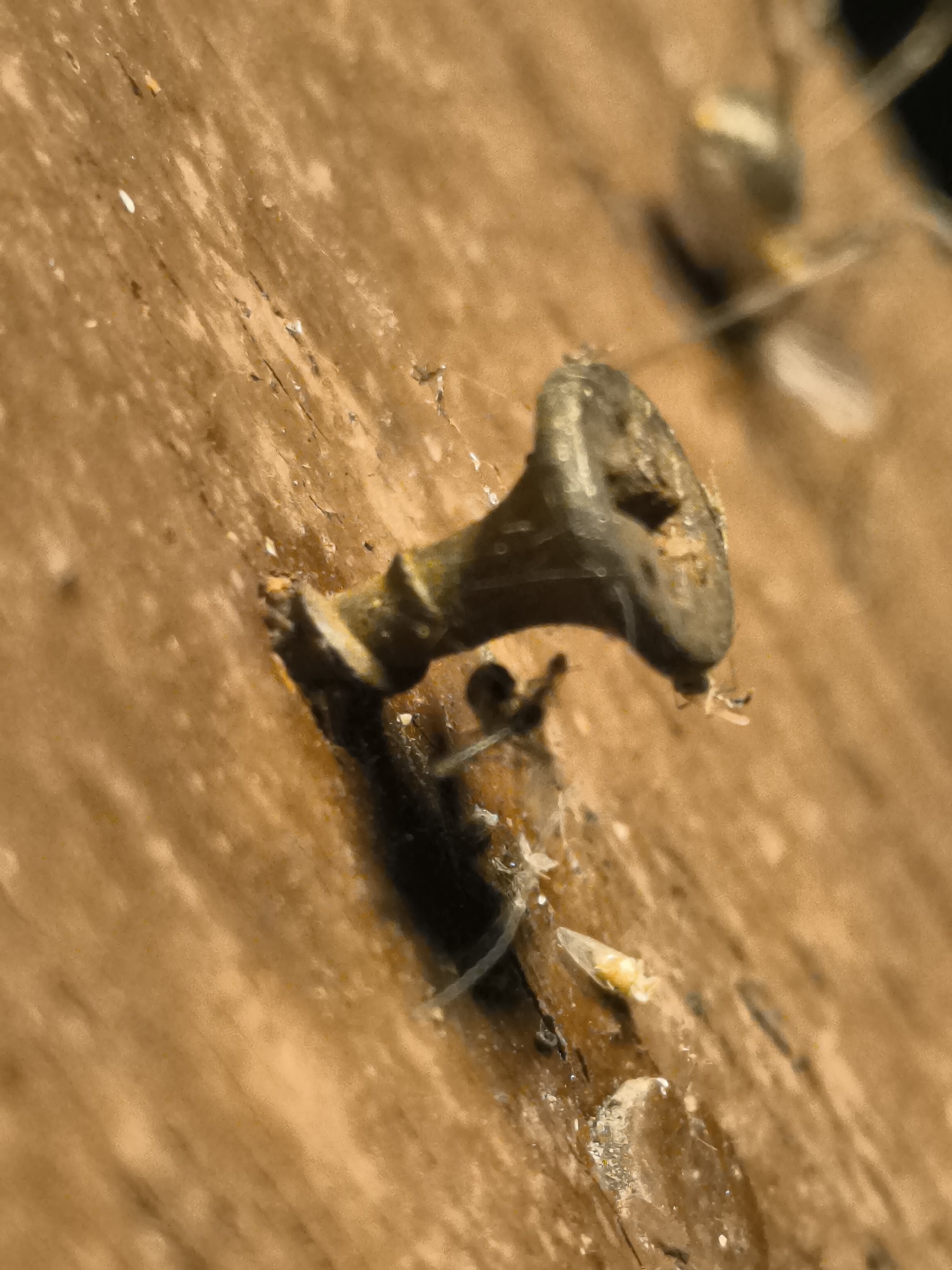 The image displays a close-up, macro view of a screw protruding from a weathered, light brown wooden surface. The screw is dark, likely rusted or oxidized, and appears to be partially embedded in the wood. Fine, white strands, possibly spiderwebs or natural fibers, are visible adhering to the screw and the wood. The wood grain is distinct, running diagonally across the frame. The lighting creates highlights and shadows, adding depth and texture to the scene. The background is out of focus, with other blurred objects or surfaces visible, suggesting a broader environment. There are no people or animals present in the immediate frame, and no specific actions or interactions are depicted. The scene appears to be outdoors or in an unfinished area given the rustic nature of the materials and the presence of natural fibers. There is no information available in the image to determine its location in the city of Кашино, Russia.