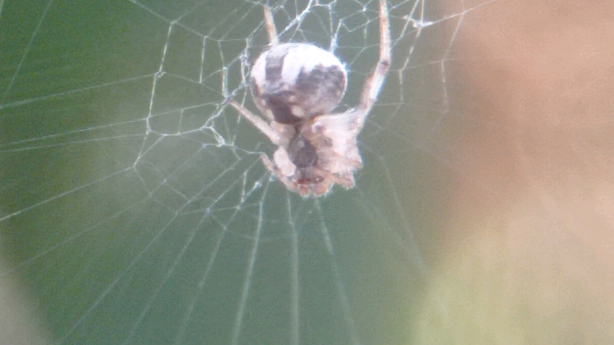 A spider with a rounded abdomen and dark markings is suspended in the center of its web. The web is intricate, with fine threads radiating from a central point and forming a spiral pattern. The background is blurred, with soft tones of green and beige, suggesting an outdoor environment, possibly a garden or natural area. The image is a close-up shot, focusing on the spider and its web, with the details of the spider's legs and body clearly visible. There are no people or any signs of human activity in the image. The location in Bedali, Indonesia is not discernible from the visual information provided.