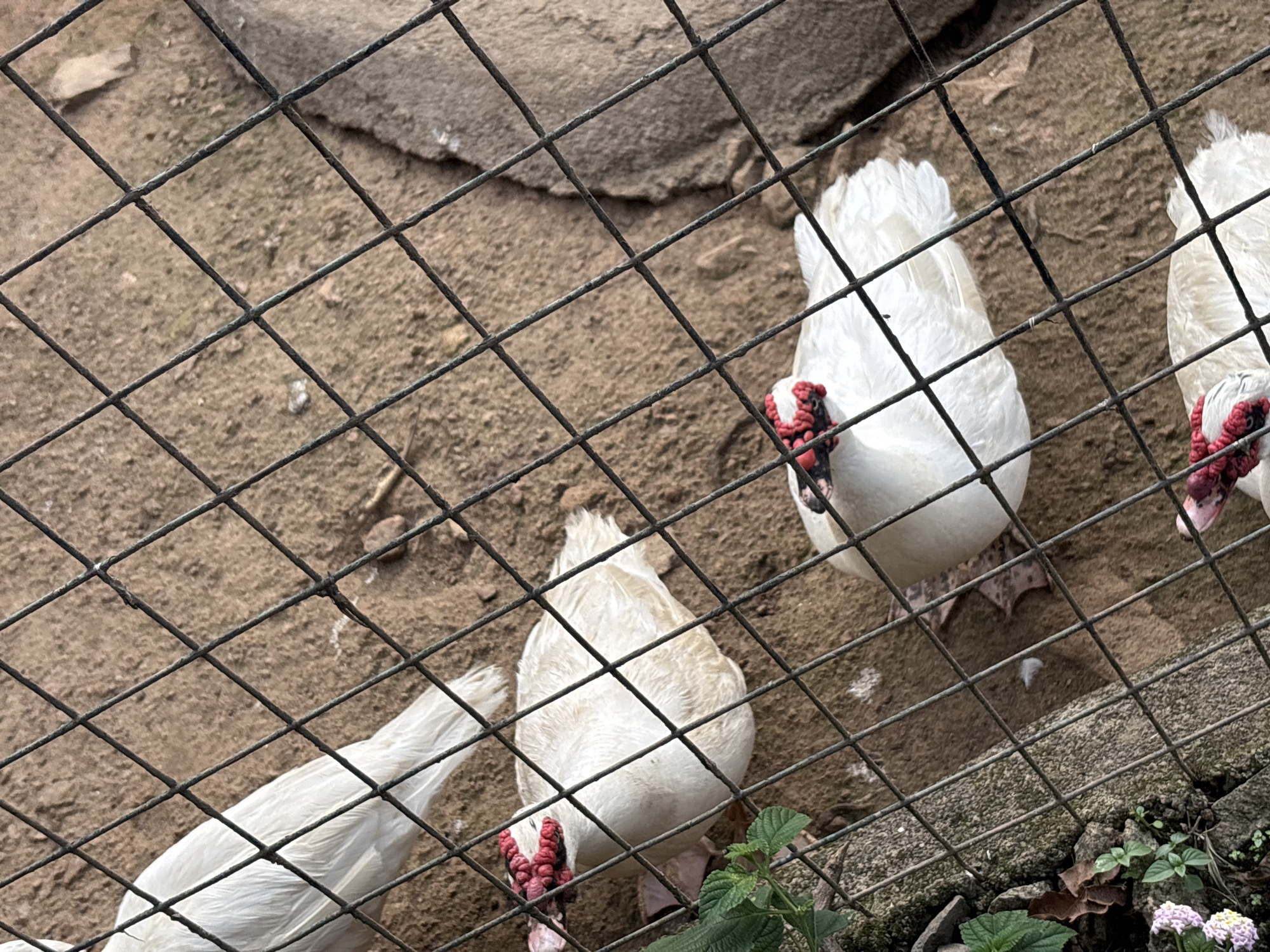 The image depicts three white domestic ducks with red fleshy caruncles around their eyes and beaks, enclosed within a wire mesh fence. The ground beneath them appears to be dry earth mixed with some small stones and scattered debris. The fence is a grid of dark metal wires. In the foreground, on the left side of the image, a patch of green leaves and a few small clusters of light purple and yellow flowers are visible. The overall scene is an outdoor enclosure, likely a farm or a domestic animal habitat, possibly located in or around the city of Jos, Nigeria, given the commonality of poultry farming in the region. The lighting suggests it is daytime.