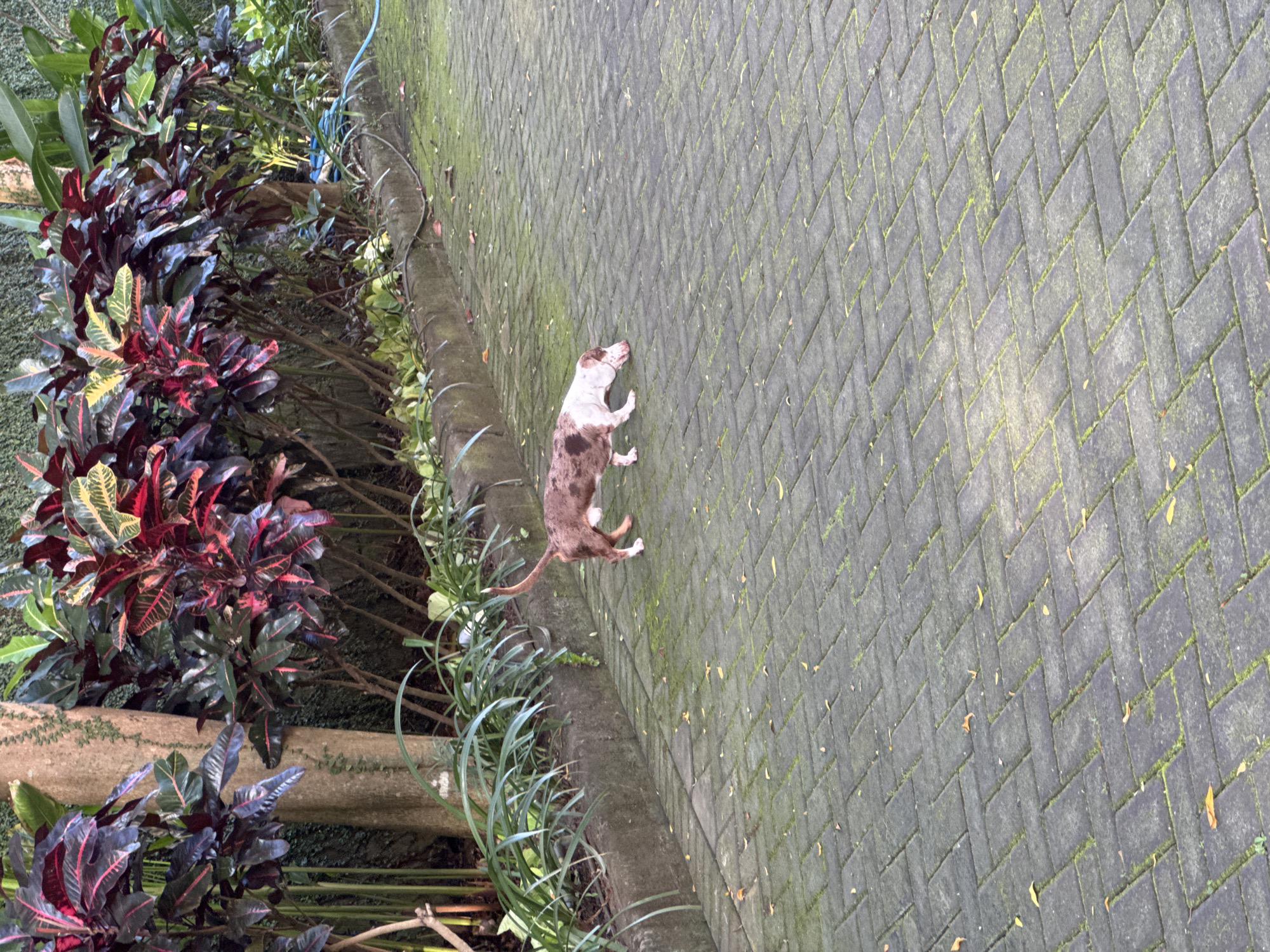 A dog stands on a paved area, adjacent to vegetation, in Kuta Selatan, Indonesia. The paving is made of grey rectangular blocks laid in a herringbone pattern. Some blocks are covered in moss. The vegetation consists of colorful foliage, varying from green to dark red. A hose is visible amongst the vegetation. The dog is brown and white with a slender build. The dog is looking to its left.