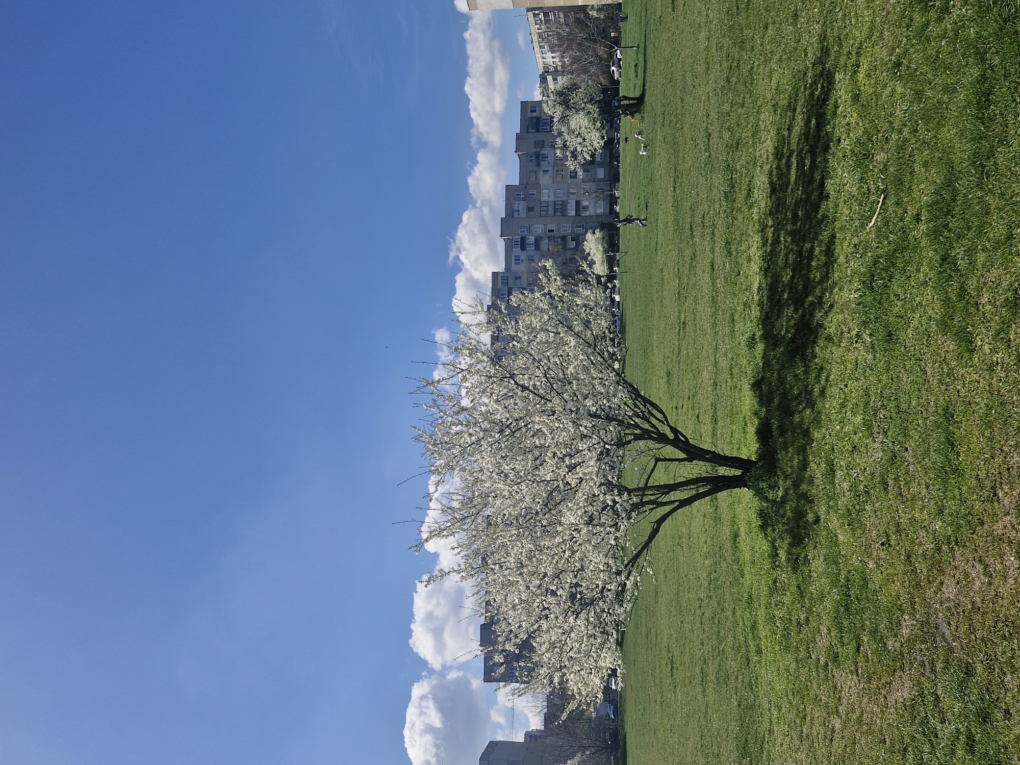 The image shows a sunny day in Sofia, Bulgaria. A flowering tree with white blossoms stands prominently on a green lawn. In the background, there are multi-story apartment buildings. People are walking and interacting with dogs on the grass. The sky is blue with some scattered white clouds. A tree's shadow stretches across the green grass.