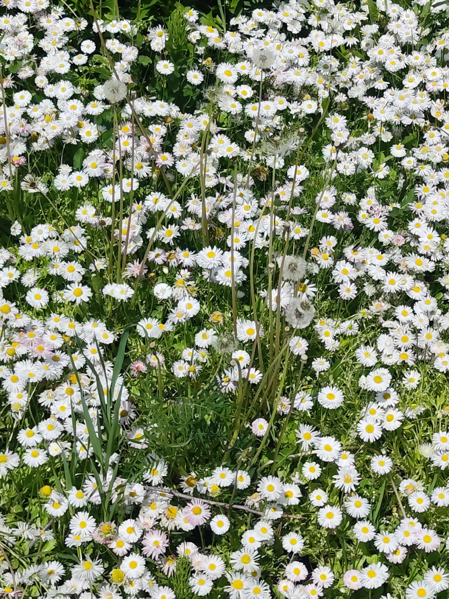 A field of daisies and dandelions fills the frame in the city of Unknown, Unknown. The daisies are densely packed, their white petals surrounding bright yellow centers. Scattered among the daisies are dandelions at various stages, some with their characteristic puffball seed heads. Blades of green grass are visible throughout the field, adding texture and depth. The scene is bathed in sunlight, creating a bright and cheerful atmosphere. There are no people or other objects present.