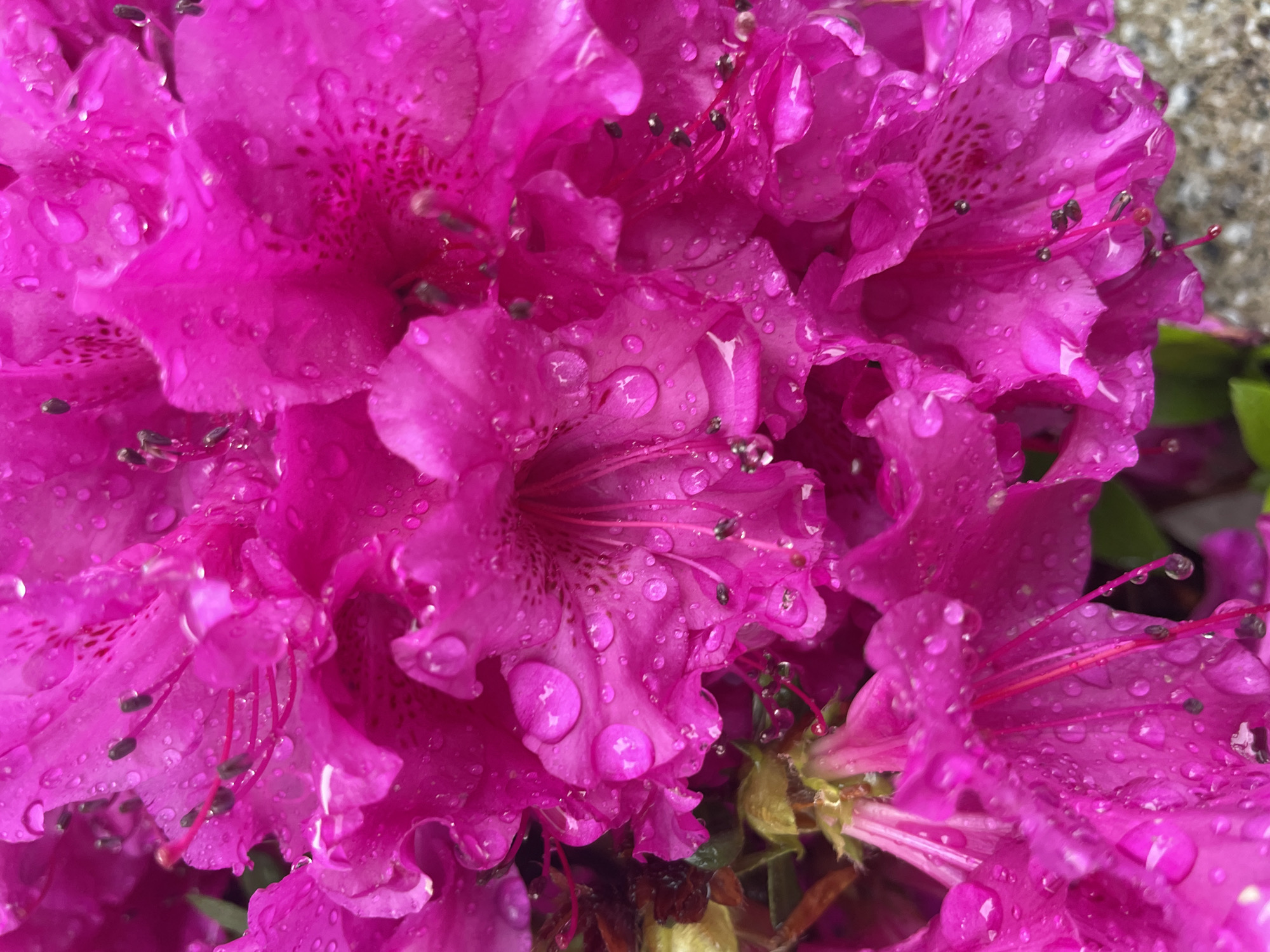 A close-up photograph features a cluster of bright pink azalea flowers covered in water droplets. The petals display a vibrant magenta hue, with darker pink spots visible near the center of some blossoms. Droplets of water cling to the surfaces, creating a glistening effect. The overall composition is dominated by the floral arrangement. The city and environment are unknown.