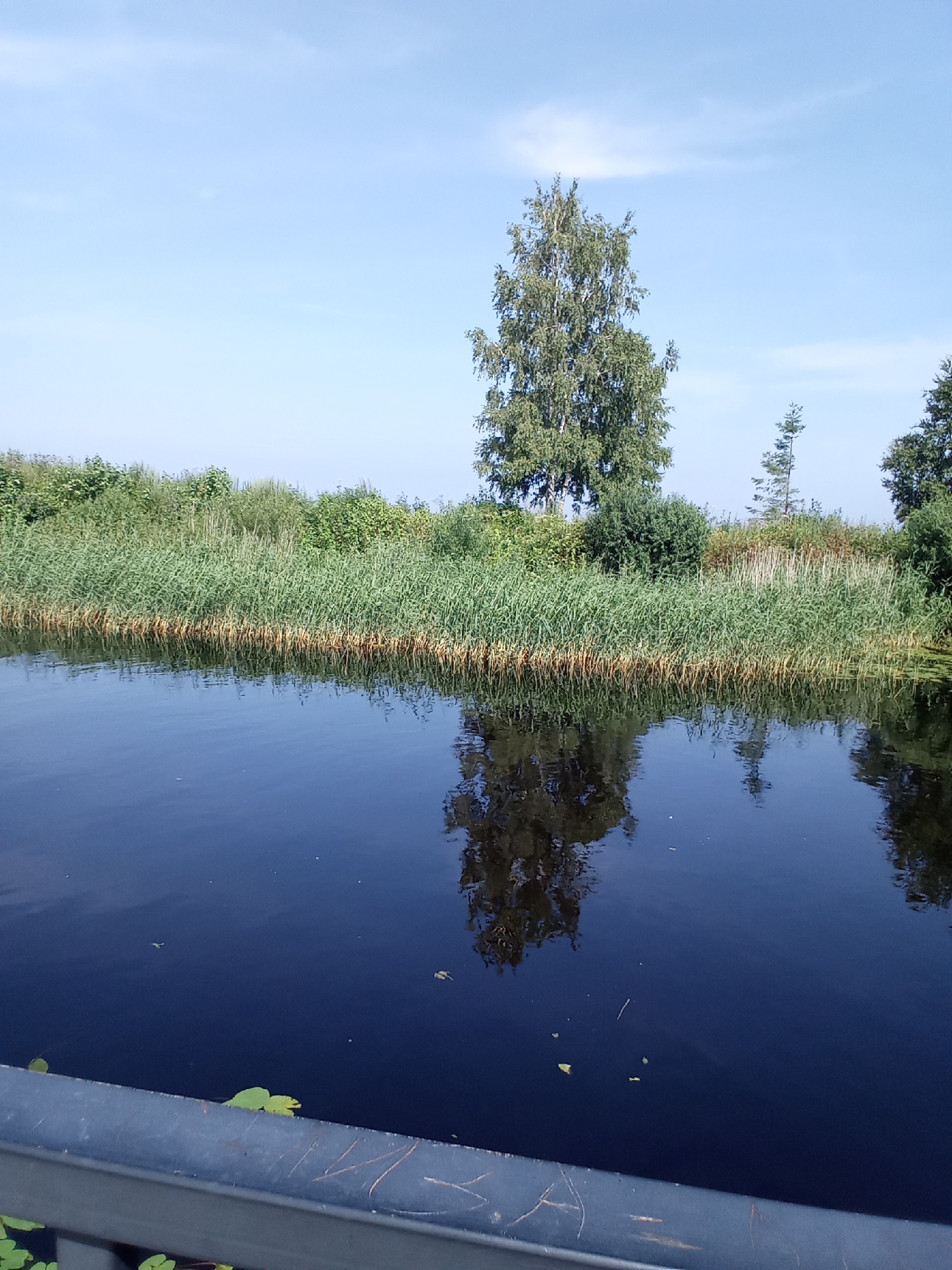 A wide, calm body of dark water reflects the lush green reeds and trees on its far bank and the clear blue sky above. A single tall birch tree stands out against the other foliage, its reflection clearly visible in the water. The foreground is dominated by a dark grey railing, with a few green lily pads visible in the water near it. The overall scene suggests a peaceful natural setting, possibly a canal or riverbank within or near the city of Belozersk, Russia. The time of day appears to be daytime, with the sun casting a bright light. There are no people visible in the image.