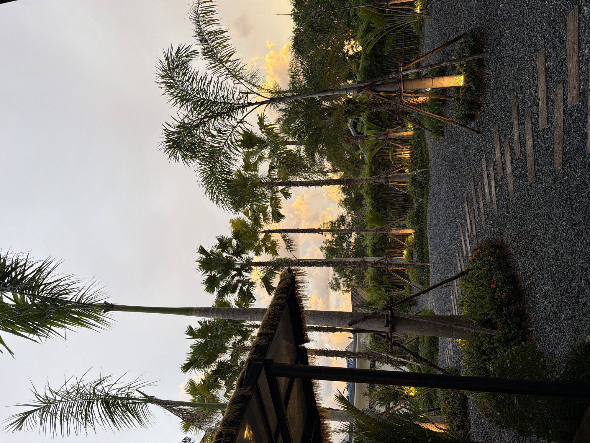 The image depicts a tranquil, outdoor scene at dusk in Thep Krasatti, Thailand. The primary subjects are several tall palm trees with lush green fronds, some silhouetted against a sky with soft, diffused light and hints of orange and yellow from the setting sun. A path made of wooden planks laid over dark gravel winds through the scene.
In the foreground, the thatched roof of a small structure is visible, suggesting a seating area or pavilion. To the right of the path, there are neatly arranged bushes with small red flowers. Throughout the scene, subtle outdoor lighting illuminates the base of some trees and the gravel path, creating a warm and inviting ambiance. The overall setting appears to be a garden, resort, or a well-maintained outdoor space, possibly a restaurant or cafe, designed to evoke a sense of relaxation and tropical escape. The time of day is clearly evening, with the fading light and artificial lighting beginning to take effect. There are no people visible in the image, and no text is present.