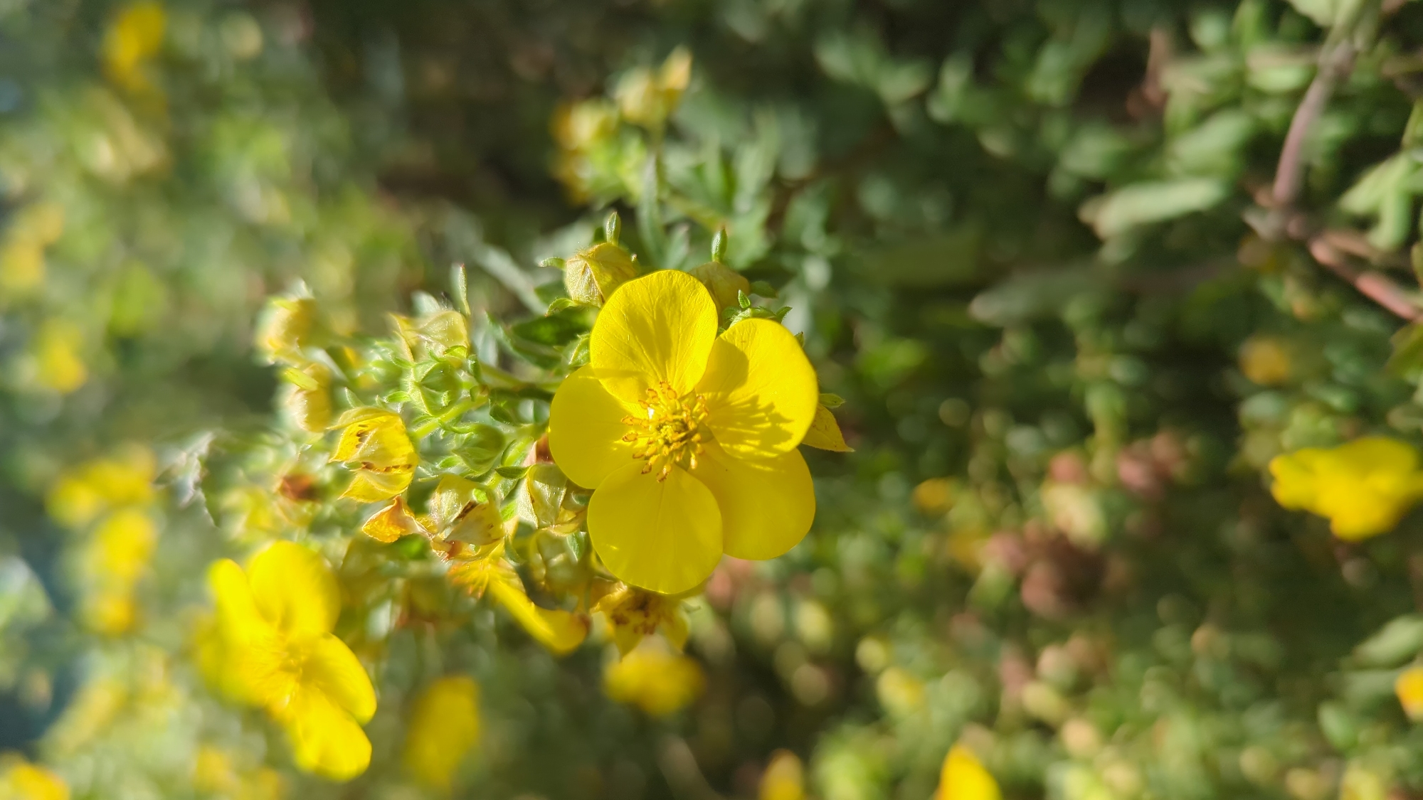This is a close-up, outdoor, vertical photograph of a bright yellow flower, likely a Potentilla, in sharp focus. The flower has five petals and a prominent central stamen structure. The petals are slightly curved and show subtle texture. The flower is positioned in the center-right of the frame, with a cluster of smaller, unopened buds to its left and behind.
The background is a bokeh blur of greens and yellows, suggesting foliage and other flowers, with dappled sunlight creating bright highlights and soft shadows. Some darker, reddish-brown elements are also visible in the background blur, possibly dried leaves or seed pods.
The scene appears to be a natural or cultivated garden setting. Without further context or identifying markers, the specific location within Montreal, Canada, cannot be determined from the image alone. No people, animals, or man-made structures are present in the image. The lighting suggests it is daytime, likely sunny.