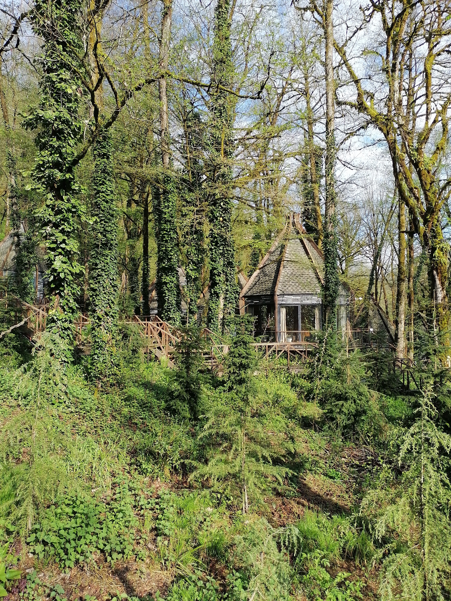 This vertical shot depicts a unique, conical-roofed dwelling nestled deep within a vibrant, dense forest. The scene is dominated by various shades of green from the abundant vegetation, suggesting a lush natural environment, likely during spring or summer.
The main subject is a rustic cabin or forest dwelling with a distinctive multi-faceted, shingled roof that tapers upwards. It features a large glass window or sliding door on the visible side, reflecting the surrounding trees and sky. The dwelling appears to be elevated on a wooden platform, connected by wooden railings and walkways that wind through the trees, suggesting a series of interconnected structures.
The forest is very dense, with numerous tall trees, many of which are heavily covered in thick green ivy vines that wrap around their trunks. Other trees, particularly in the background and higher up, show bare branches or sparse light green foliage, some adorned with moss or lichen. The ground and lower levels are carpeted with rich green undergrowth, including various plants, bushes, and grasses, creating a wild, untamed feel. Smaller conifer-like trees are also visible in the foreground.
The bright lighting suggests it is daytime, possibly mid-morning or afternoon, with dappled sunlight filtering through the canopy, creating shadows on the forest floor and highlighting the greens. The weather appears clear and sunny. No people are visible, and no specific activity is taking place, presenting a tranquil and secluded setting. There is no visible text in the image.