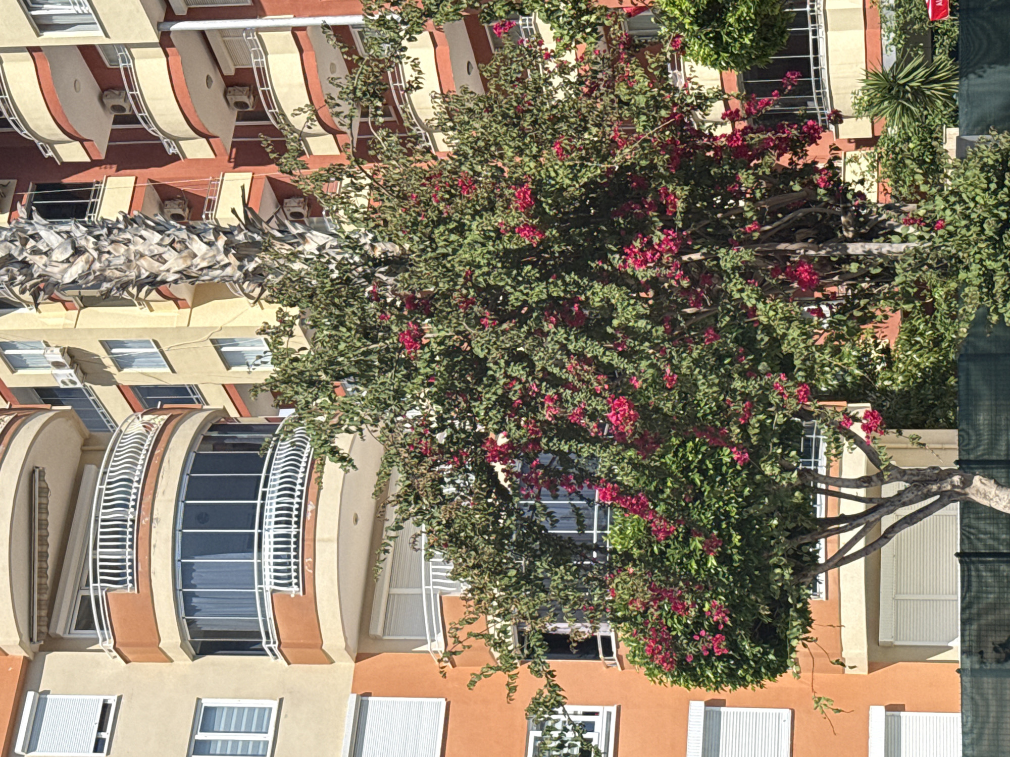 A sunny, vertical, eye-level shot shows the corner of a multi-story building in an unknown city. The architectural style is somewhat Art Deco-inspired, with rounded balconies and windows. The building is painted in beige and orange hues. A mature tree with red flowers dominates the foreground, partially obscuring the building. Some closed white-slatted shutters can be seen. In the upper-left, the fronds of a palm tree are visible. A dark green fence is barely visible in the right edge of the frame. No people are visible.