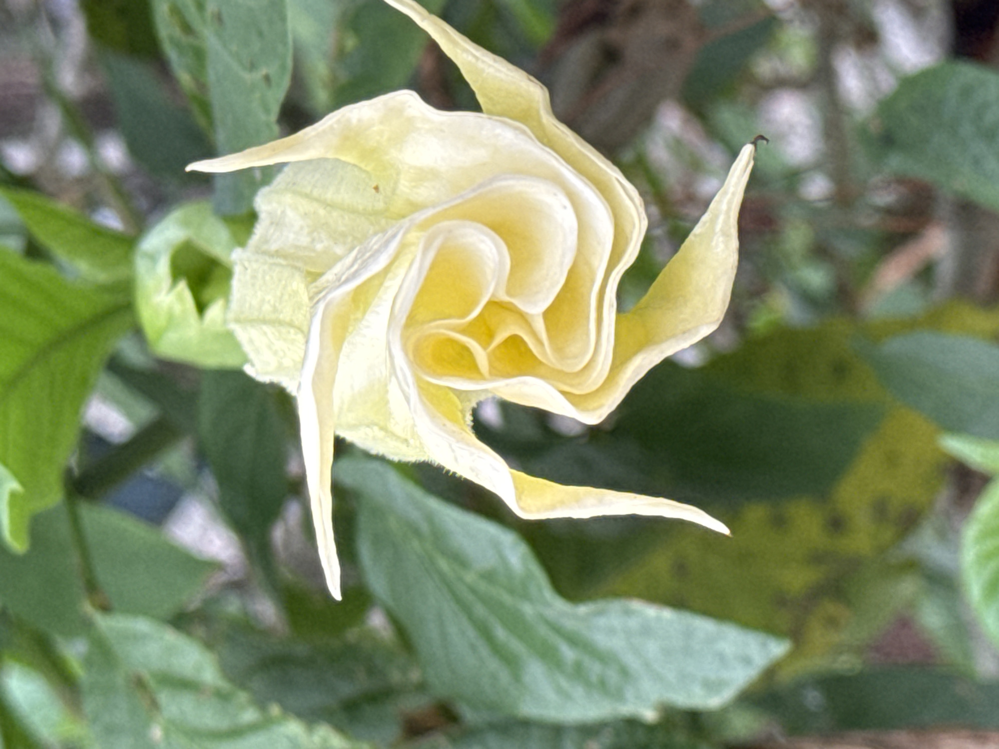 The image shows a partially open, light yellow-colored flower with a swirling petal arrangement, surrounded by green leaves. The leaves vary in size and shape, and there are some areas of blurry background, suggesting a shallow depth of field. The location is described as Da Lat, Vietnam, although this cannot be independently verified from the image alone.