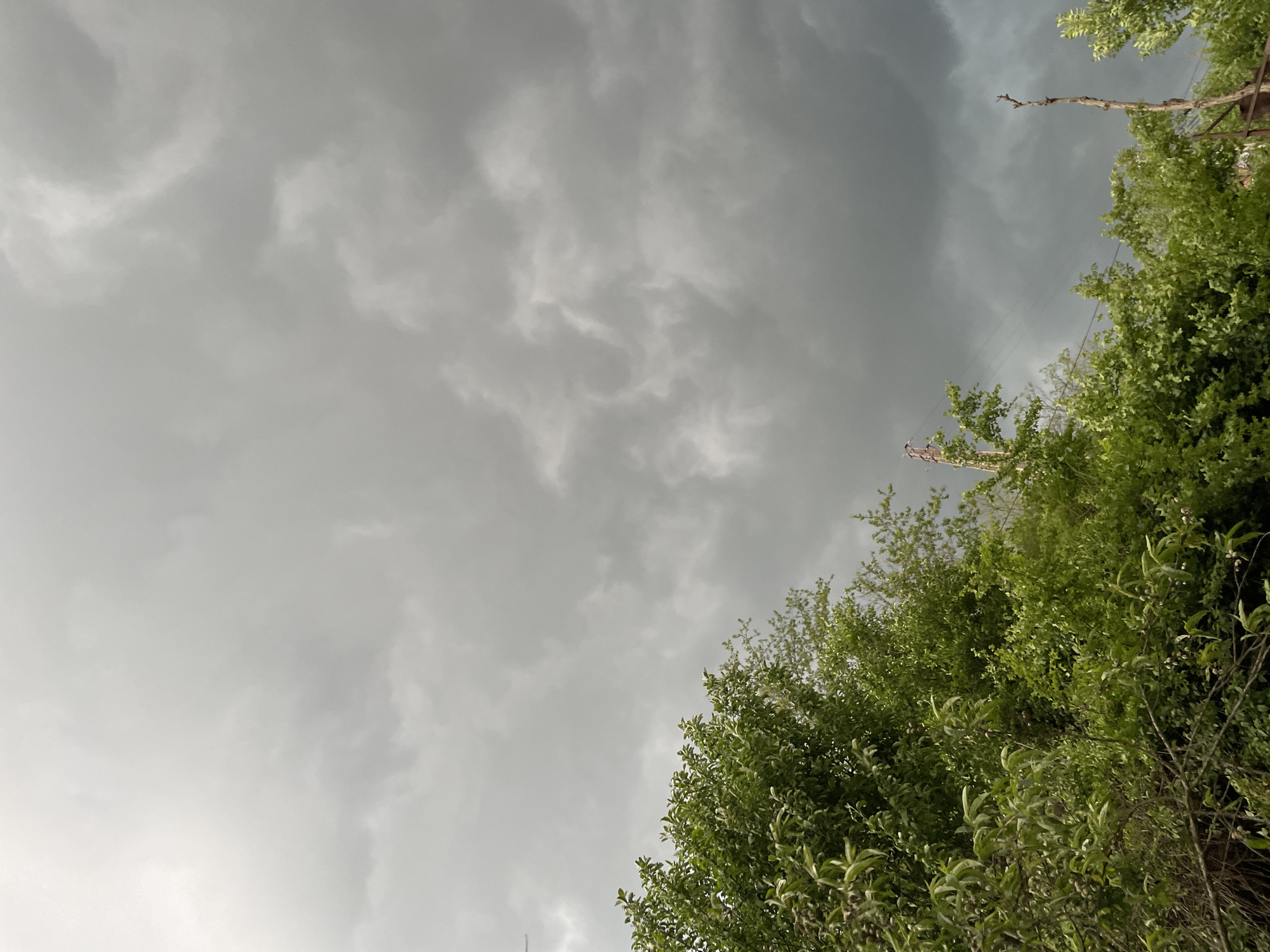 The image shows a view towards the sky, partly obscured by trees. The sky is overcast with grey, cloudy conditions. Green foliage fills the right side of the frame. There is no indication of a specific location or the presence of people in Zlatograd, Bulgaria.