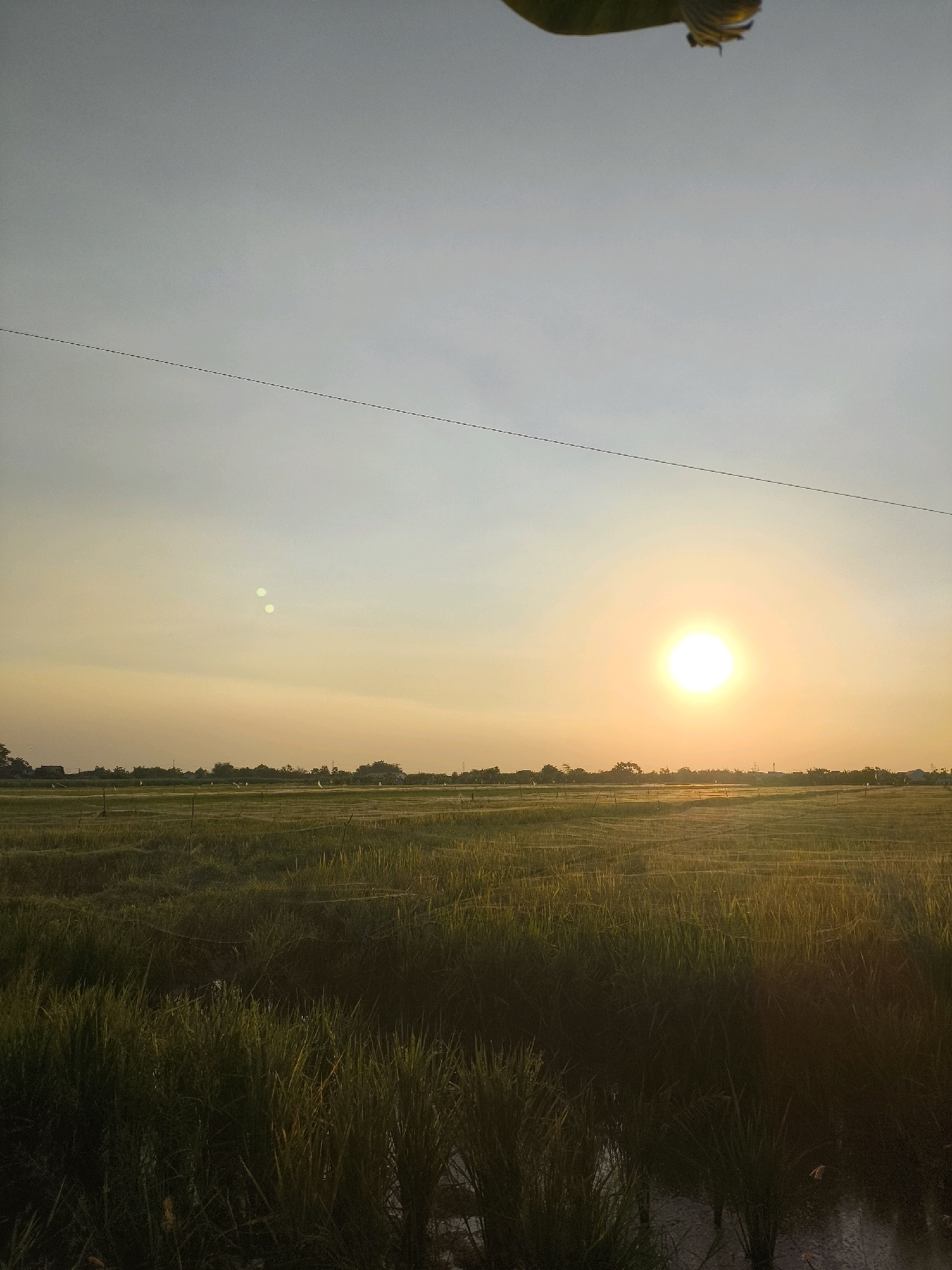 A serene landscape photograph captures the golden hour glow over a rice field in Modong, Indonesia. The sun, a bright orb of light, sits low on the horizon, casting a warm, orange hue across the sky and illuminating the vast expanse of green rice paddies. A thin, dark power line stretches horizontally across the upper portion of the image, a subtle human element against the natural beauty. In the foreground, the lush, tall stalks of rice plants are densely packed, their dark green tones creating a contrast with the lighter, sun-drenched fields beyond. The water of the paddies is visible in some areas, reflecting the sky and adding depth to the scene. The background features a line of trees and the faint outlines of buildings, suggesting a rural settlement on the edge of the agricultural land. The overall impression is one of tranquility and the peaceful beauty of a rural Indonesian sunset.