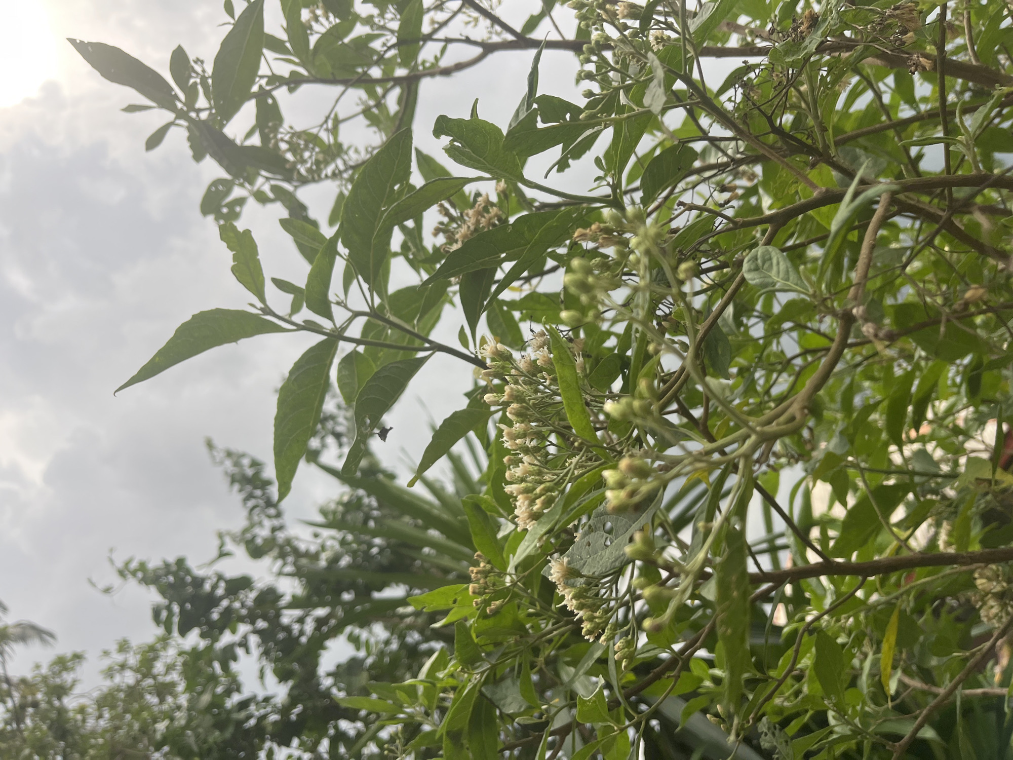 The image captures a vibrant close-up of a leafy plant with numerous small, clustered white to cream-colored flowers and buds, set against a bright, overcast sky. The shot is taken from a low angle, looking upwards through the foliage.
The primary subjects are the green leaves, which appear elongated and somewhat lanceolate, with some showing minor insect damage or irregularities. The branches are thin and brown, intertwining to form a dense canopy in the foreground and midground. The small flowers are abundant, forming clusters, with some appearing to be fully open and others still in bud form.
The setting is an outdoor natural environment, likely a garden or a natural growth area, with other out-of-focus foliage visible in the background, further suggesting a lush, vegetated space. The bright but diffuse light indicates a daytime scene, possibly mid-morning or afternoon, under a cloudy or overcast sky. The sun is faintly visible as a bright spot in the upper left, partially obscured by leaves, confirming daylight conditions. There are no people, animals, or man-made objects visibly central to the composition. No text is visible in the image. Given the location context of Ikot Ekpene, Nigeria, the plant likely thrives in a tropical climate.