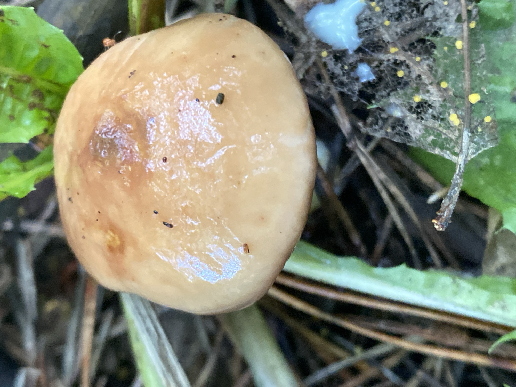 A close-up, eye-level, outdoor shot features the cap of a small, light brown mushroom. The mushroom cap is smooth and slightly glossy, with a few dark specks on its surface. It rests on a bed of natural debris, including dry pine needles, twigs, and green foliage. To the right of the mushroom, a delicate, spiderweb-like structure is visible, adorned with small yellow dots and a blob of white material. The background is blurred, suggesting a shallow depth of field, with hints of more organic matter and greenery. No people or specific landmarks are discernible to indicate a location in Novokuznetsk, Russia. The overall impression is a detailed observation of a small natural scene.