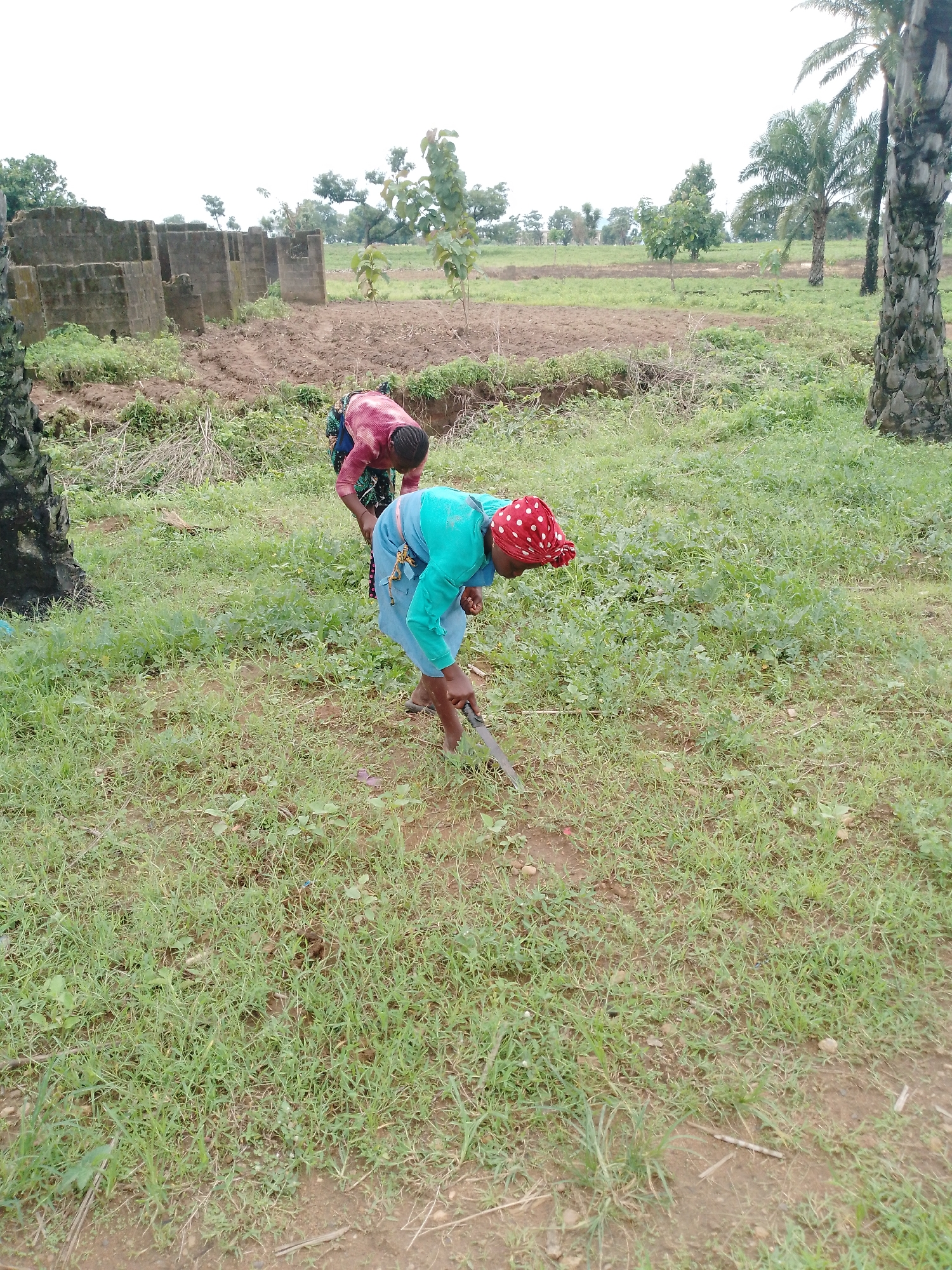 Two women are gardening outdoors in a field. The woman in the foreground is wearing a turquoise shirt and a red and white polka dot headscarf. She is bending over, using a small shovel to dig in the dirt. The second woman, slightly behind her, is wearing a pink and blue patterned shirt and is also bending over. The background shows a partially constructed building, some trees, and a cloudy sky. The ground is covered in short green grass and dirt.