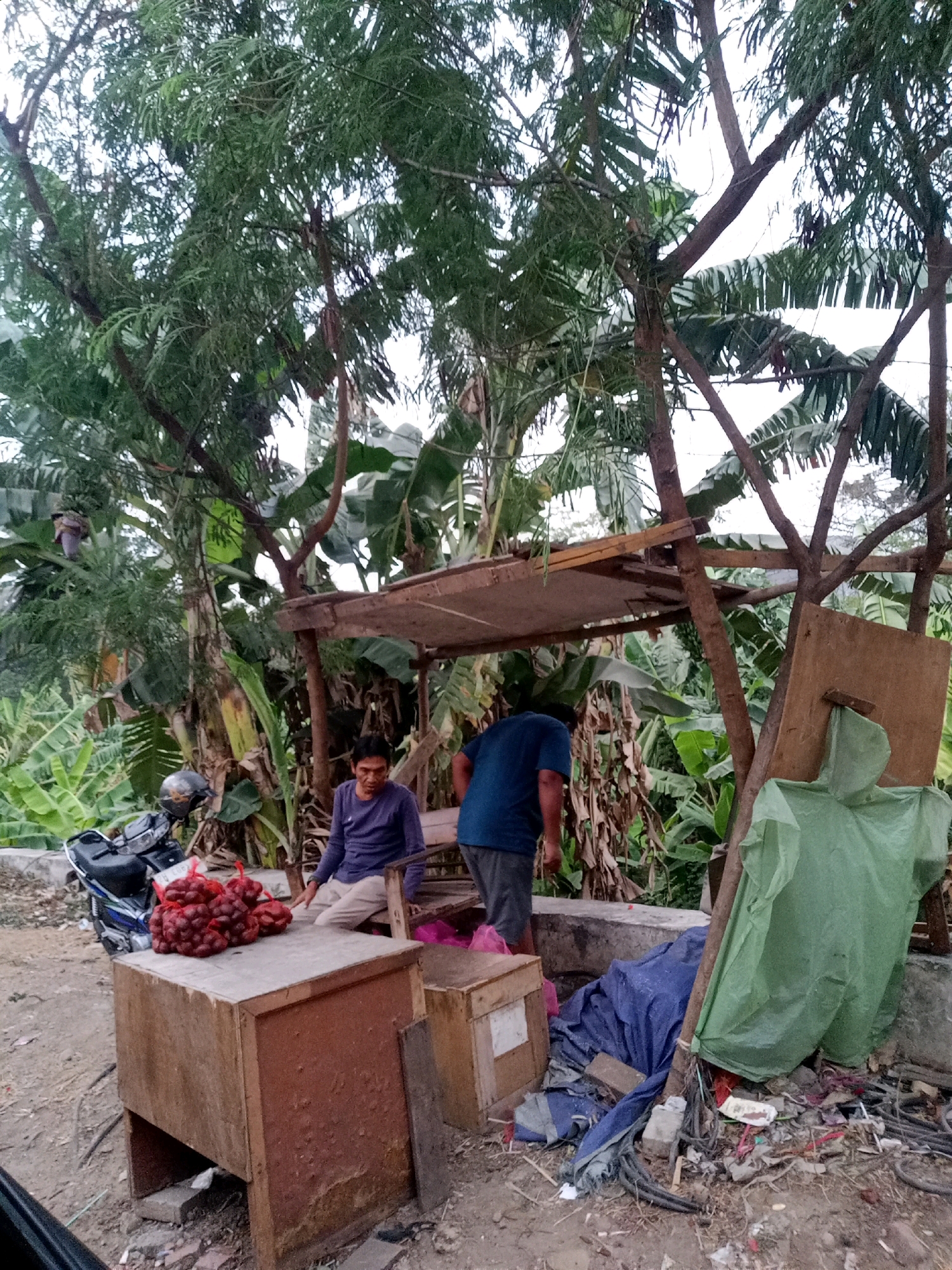 In Tangerang, Indonesia, a man in a purple long-sleeved shirt and light-colored pants sits on a wooden chair next to a rustic wooden stall. In front of him, on a wooden table, are several bunches of red fruit, possibly salak. A black motorcycle with a helmet parked on it is visible to the left. Behind the man, another person wearing a blue t-shirt and gray shorts is standing. The stall itself is a simple structure with a corrugated roof supported by wooden posts. The surrounding environment is lush with tropical vegetation, including banana trees, and appears to be an outdoor market or roadside stall area. Debris, including plastic sheeting, tarps, and discarded materials, is scattered around the base of the stall. The lighting suggests it is daytime, possibly late afternoon or early morning.
