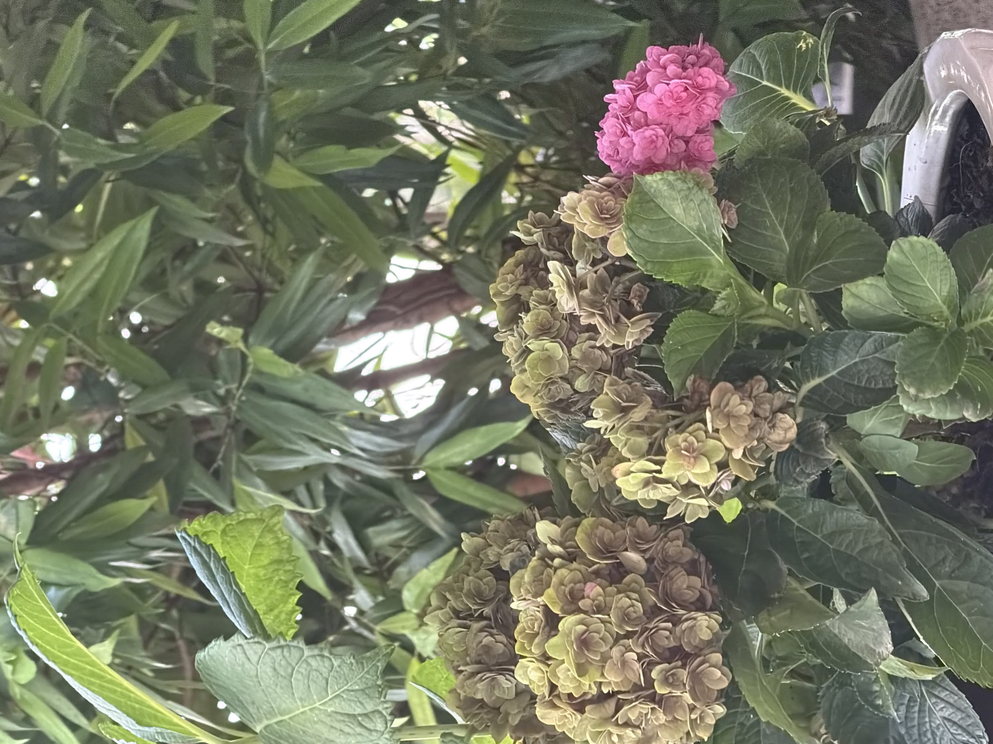 This image depicts a cluster of flowers and greenery. There is a pink hydrangea bloom alongside several green-tinged brown hydrangea blooms. The flowers are surrounded by various green leaves. Some of the leaves are large and round, while others are longer and more slender. The background suggests an outdoor setting with other foliage and possibly some open sky. The location is Nha Trang Ward, Vietnam.