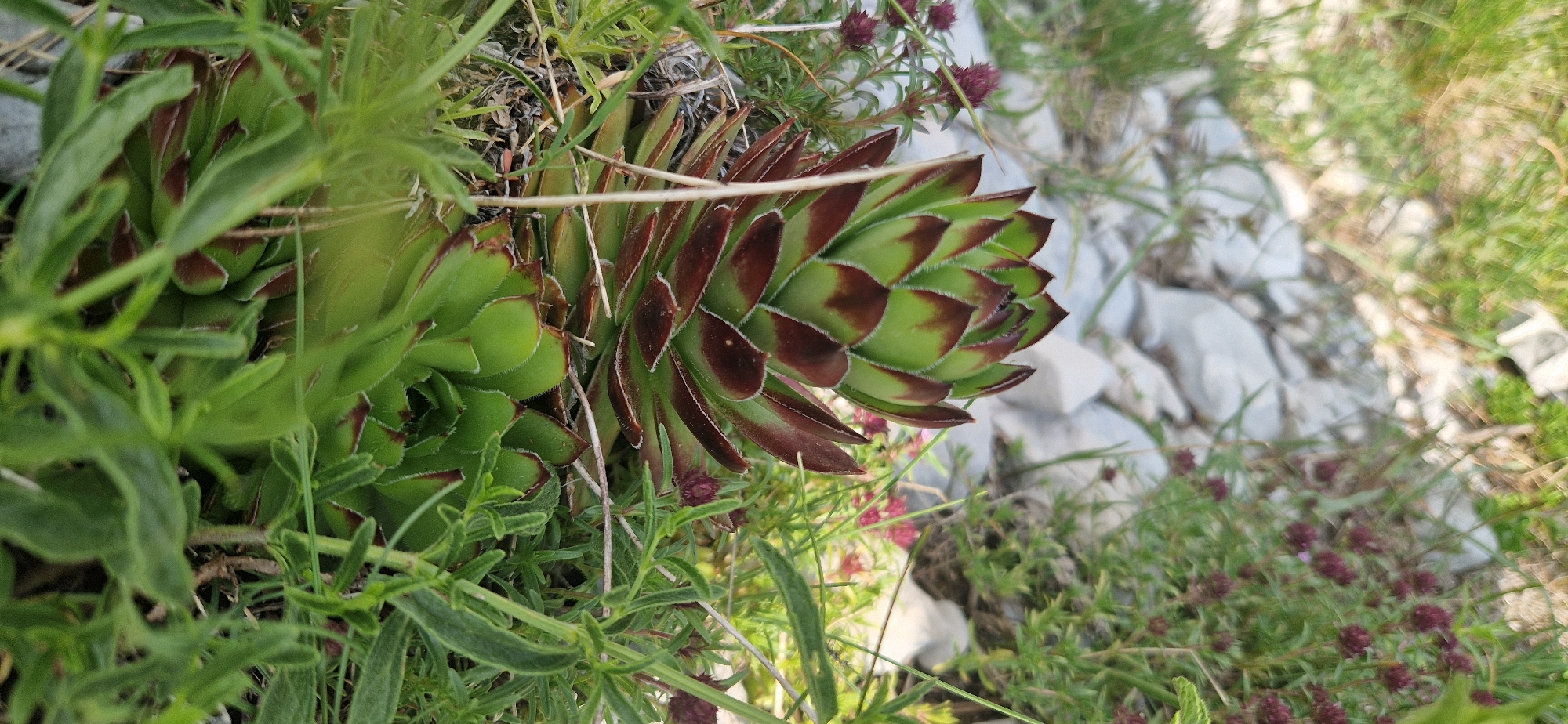 The image shows a close-up, slightly angled view of a succulent plant with fleshy, green leaves tinged with dark red at the tips, growing amongst sparse grass and greyish-white stones. The plant is in focus, with its tightly packed rosettes clearly visible. In the background, out-of-focus elements include more green vegetation, smaller plants with tiny purple flower buds, and numerous light-colored rocks. The overall impression is of a hardy plant thriving in a rocky, possibly arid environment. The location provided, Kruševice, Montenegro, suggests a natural setting within that region. There are no people or discernible actions depicted.