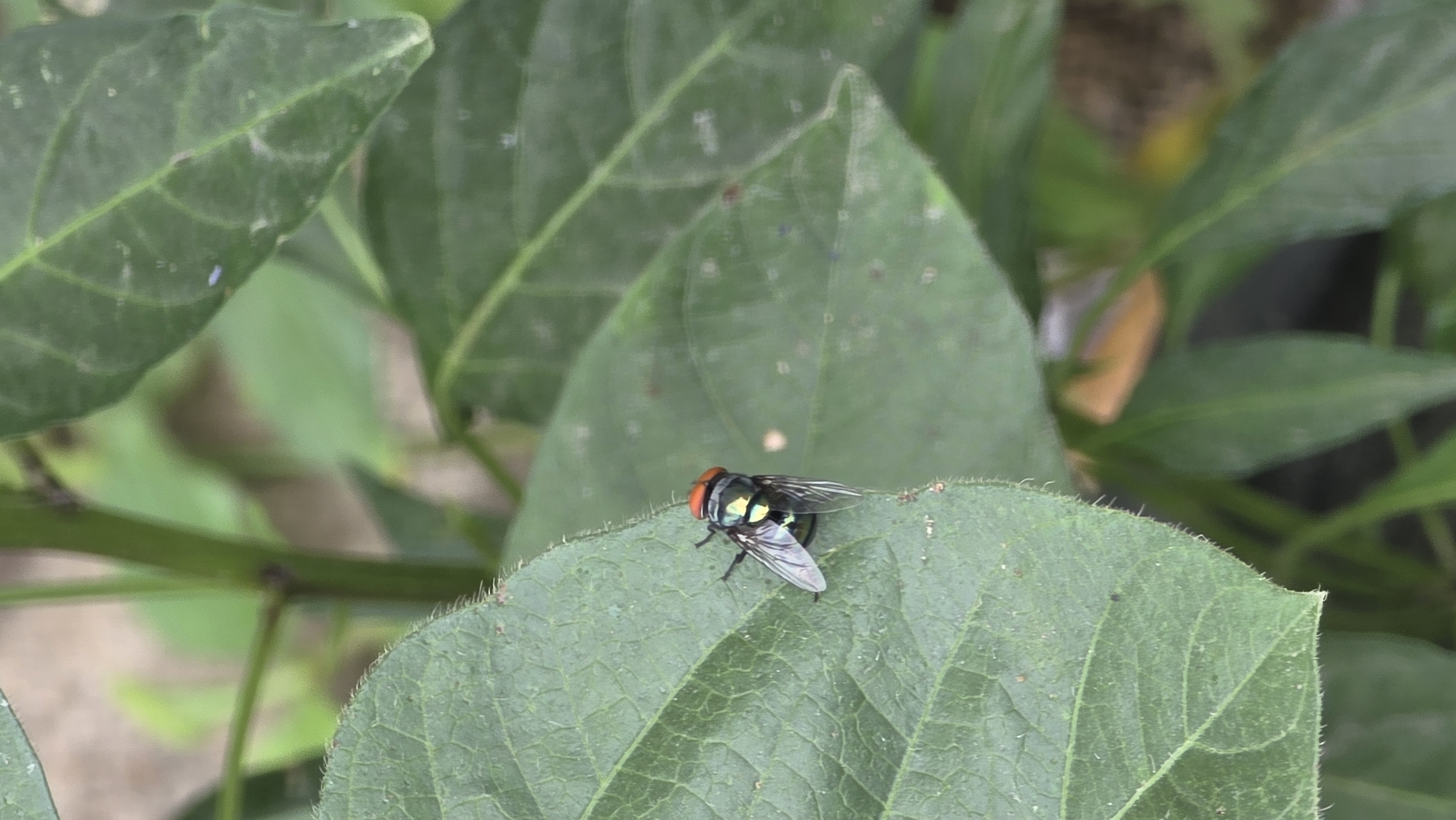 A shiny green fly with a red head is perched on a green leaf. The leaf is surrounded by other green leaves of similar size and shape. The setting appears to be outdoors, likely in a garden or natural environment. There is no direct evidence to confirm the location within Lhokseumawe, Indonesia.