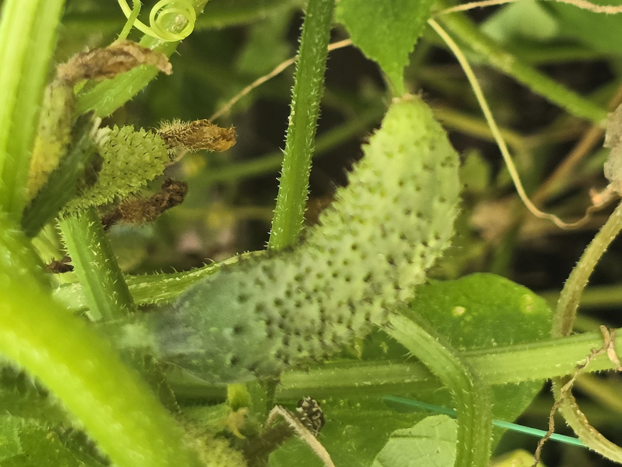 A young cucumber is growing on a vine amidst other cucumber foliage. The cucumber is light green with dark bumps and is positioned horizontally. Several green, fuzzy stems and leaves surround the cucumber, some of which appear dried and brown. A small, dark and white patterned insect is visible on a green leaf to the left of the cucumber. The background is blurred and dark, suggesting a garden setting. The image does not provide information about the location in Ермолаево, Russia.
